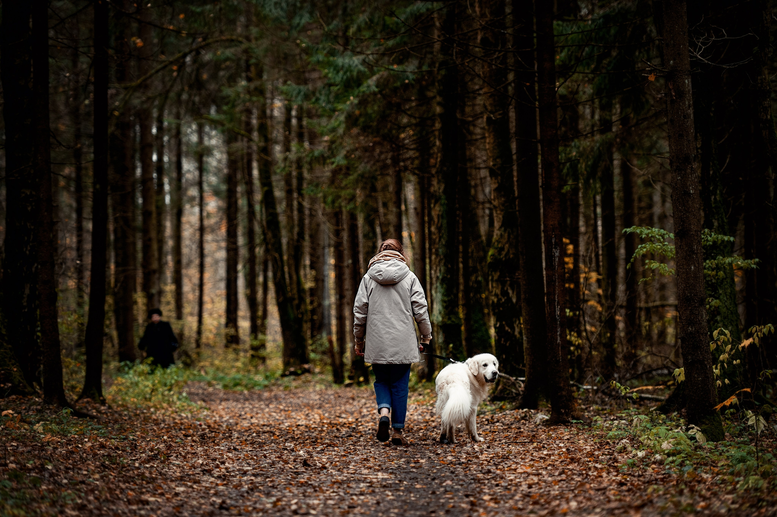 Айс и золотая осень. Фотограф-анималист