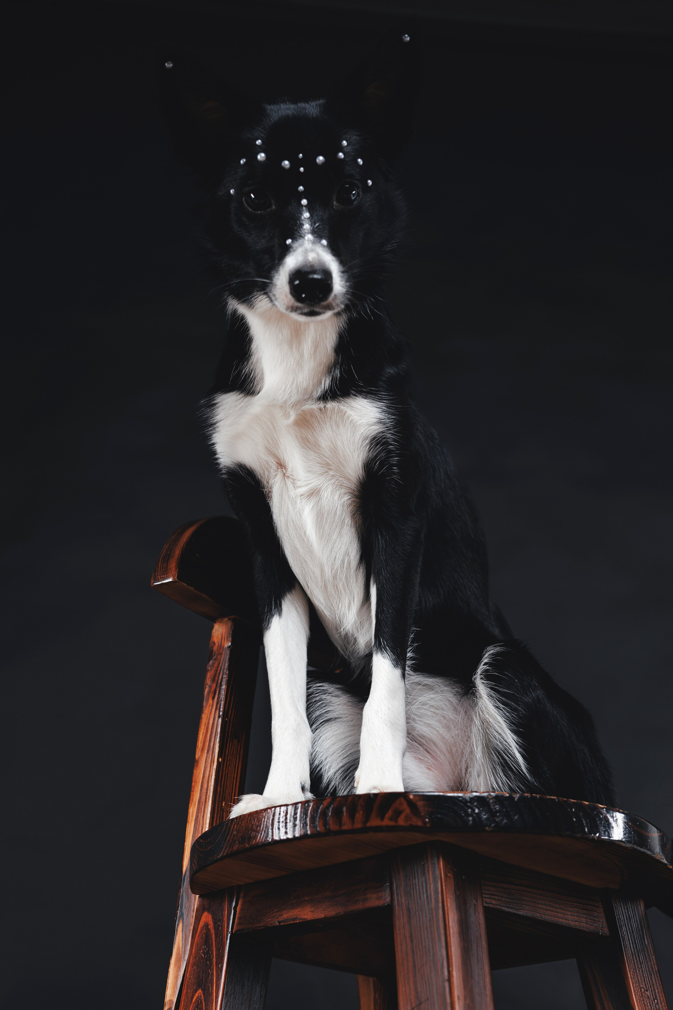 Рей в студии. Фотограф — анималист Владивосток, Алина