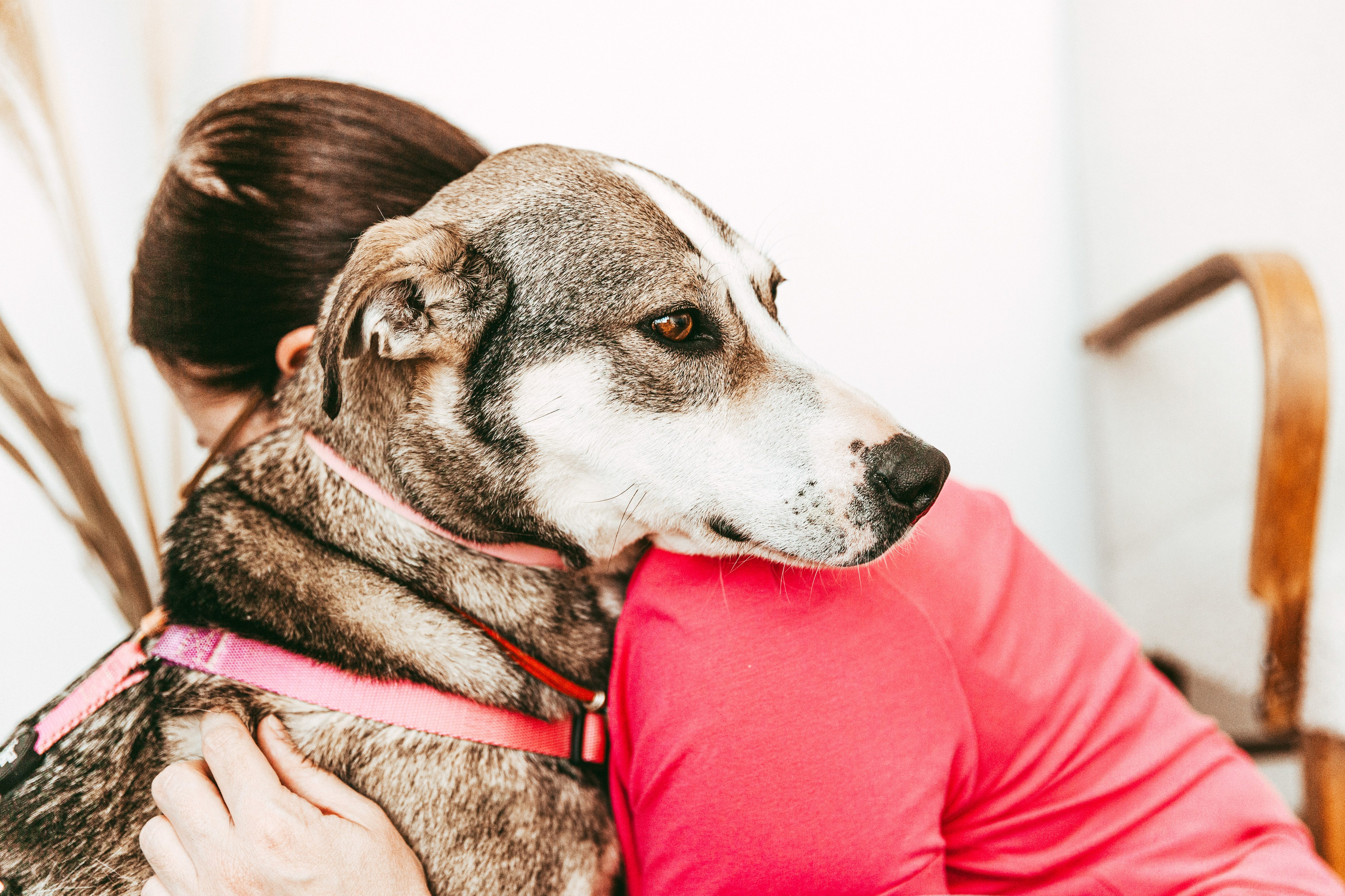 Ева в студии. Фотограф-анималист в Москве Соломонова Варвара