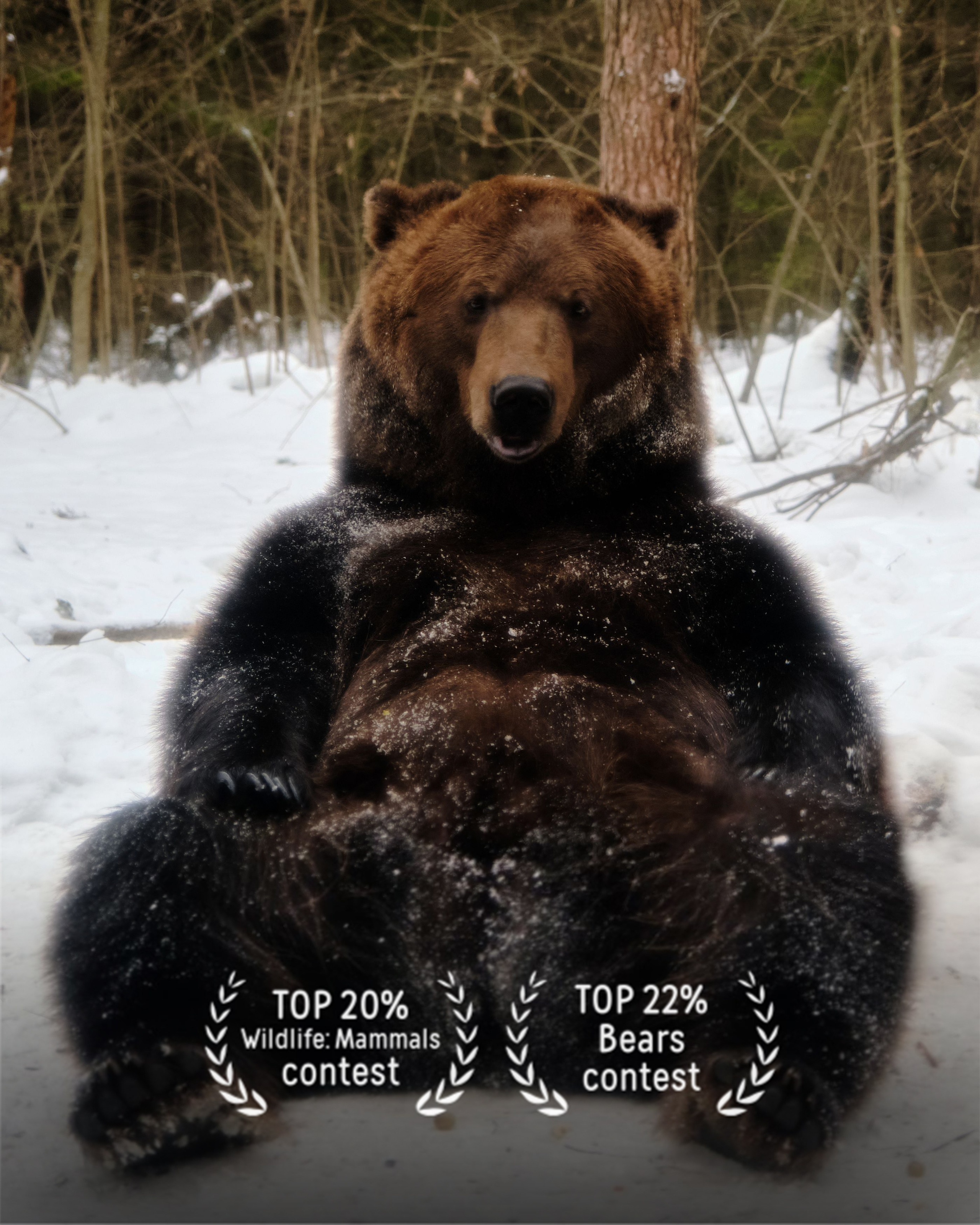 Фото тематического конкурса 35 awards Дикий животный мир млекопитающие, Медведи фотограф Колышева Виктория