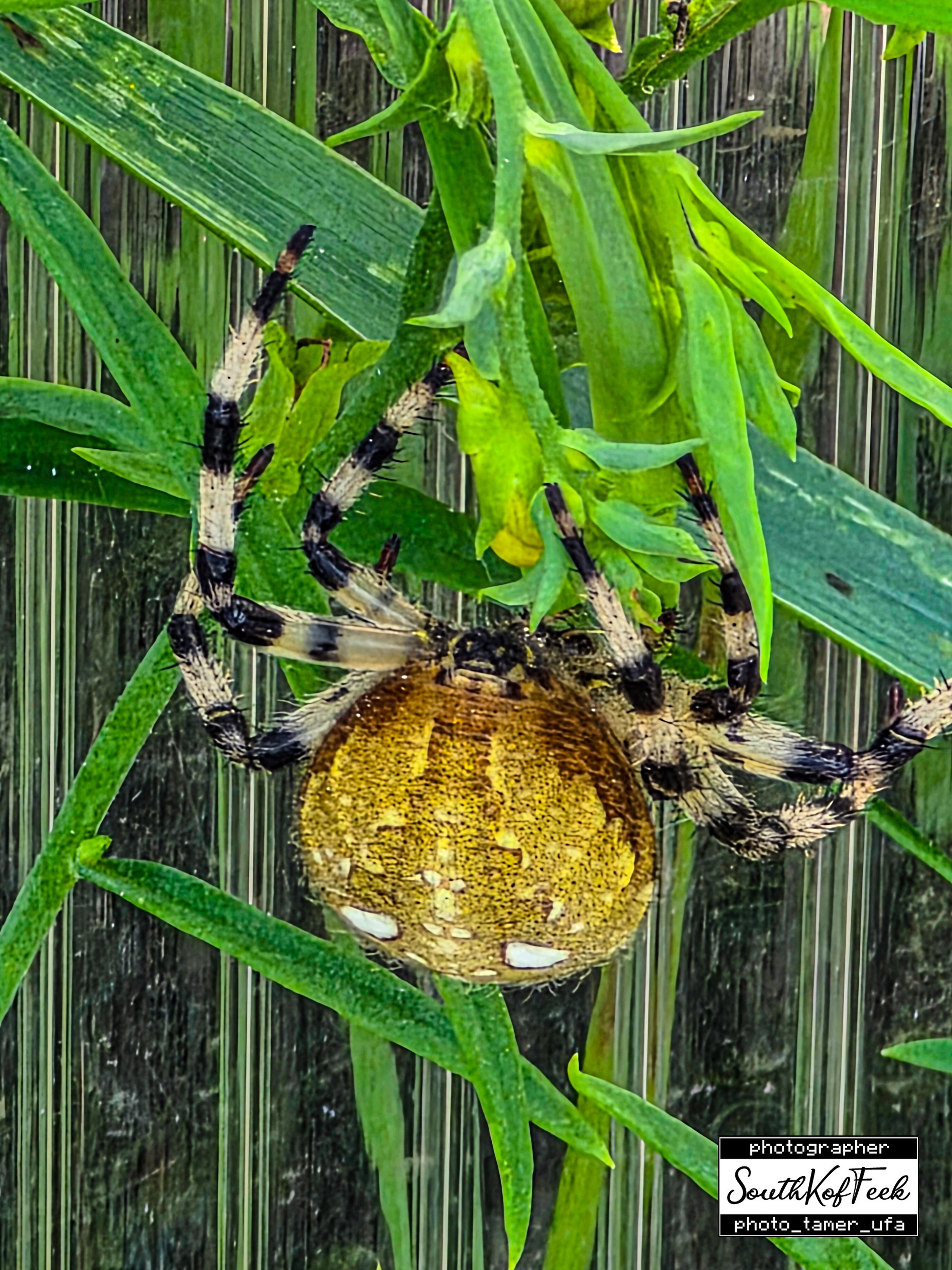 Фотосессии животных. Photo Tamer Ufa