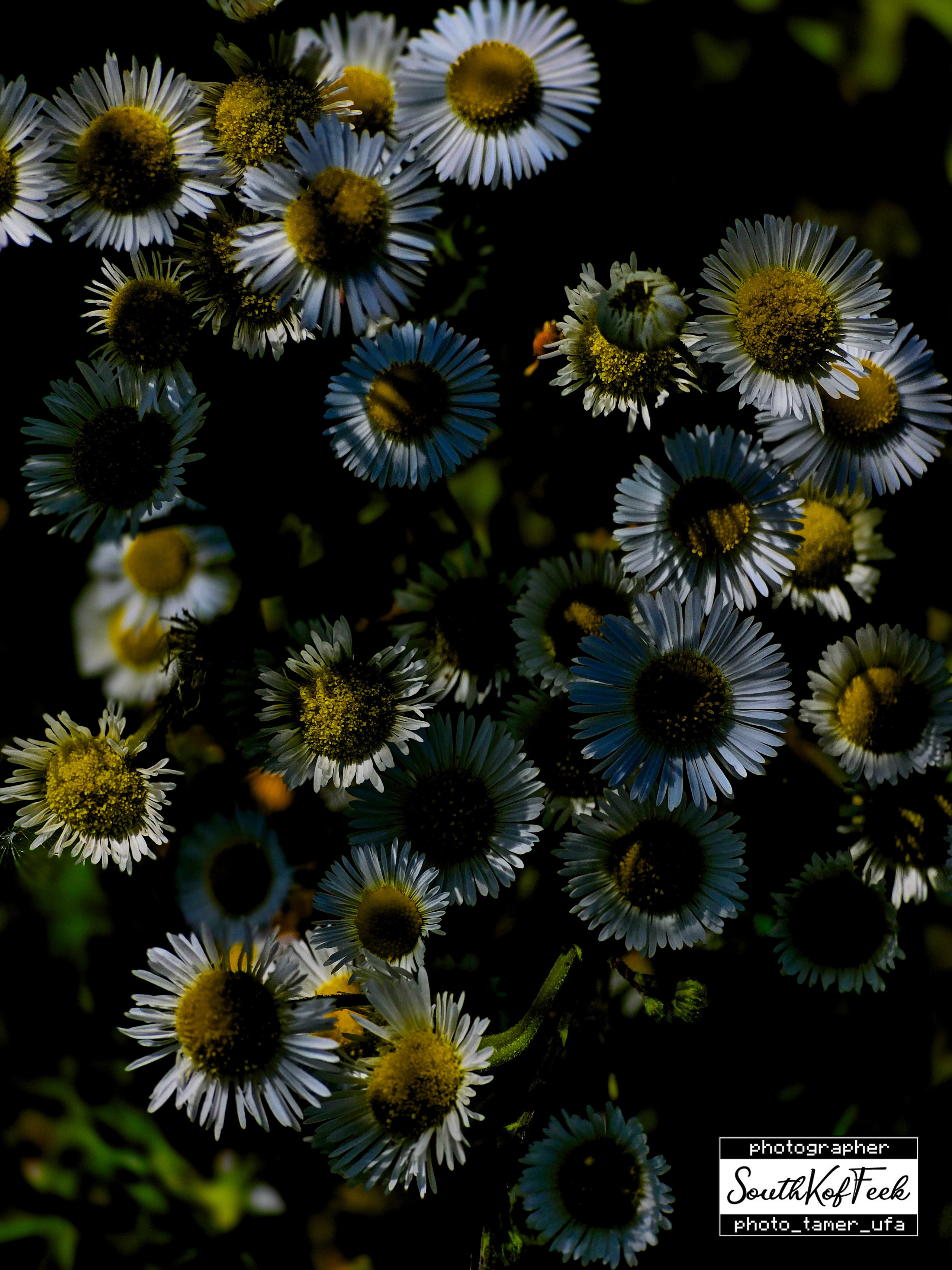 Цветы?. Photo Tamer Ufa