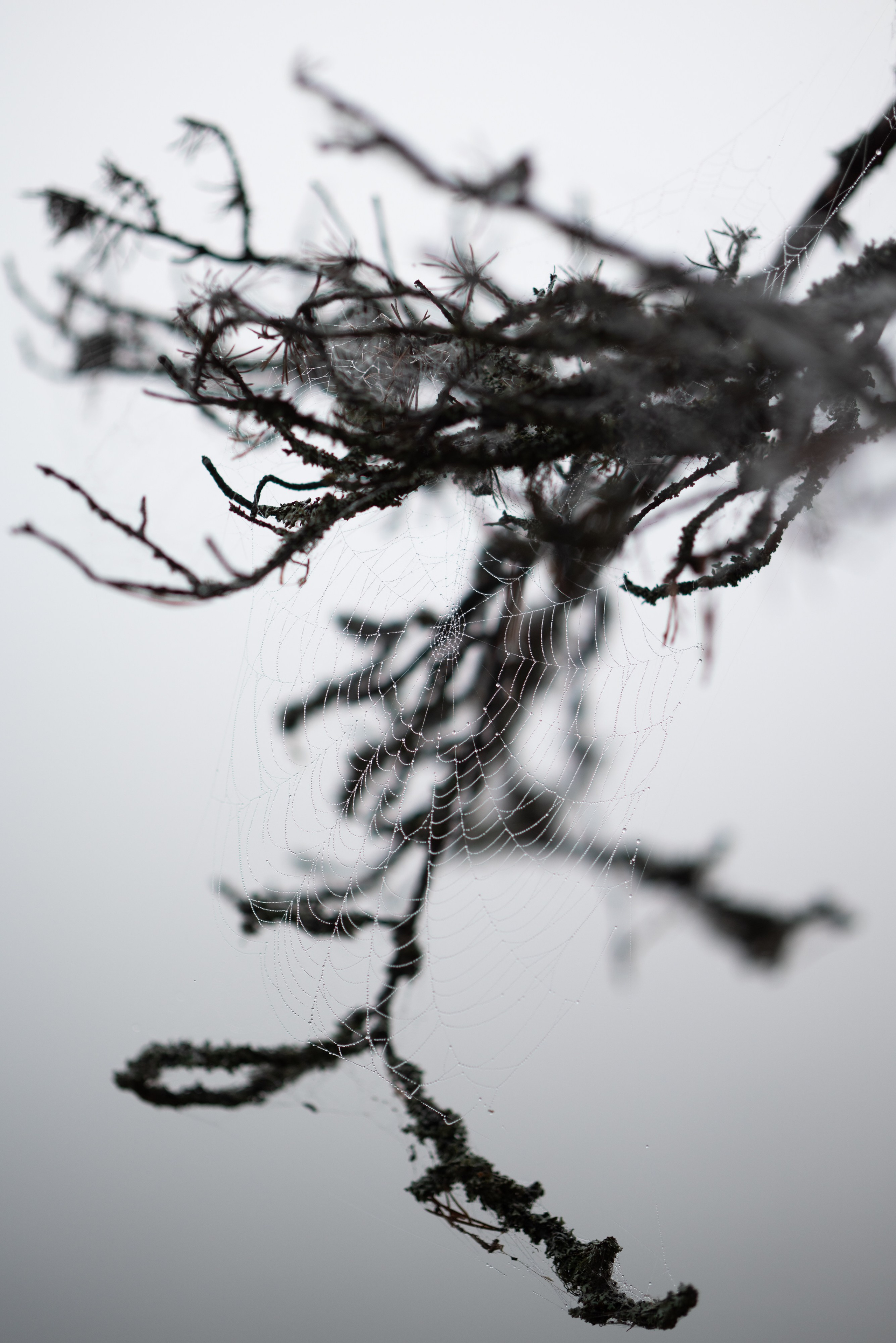 Осень на 85DFA*. Портретный фотограф Денис Милютин