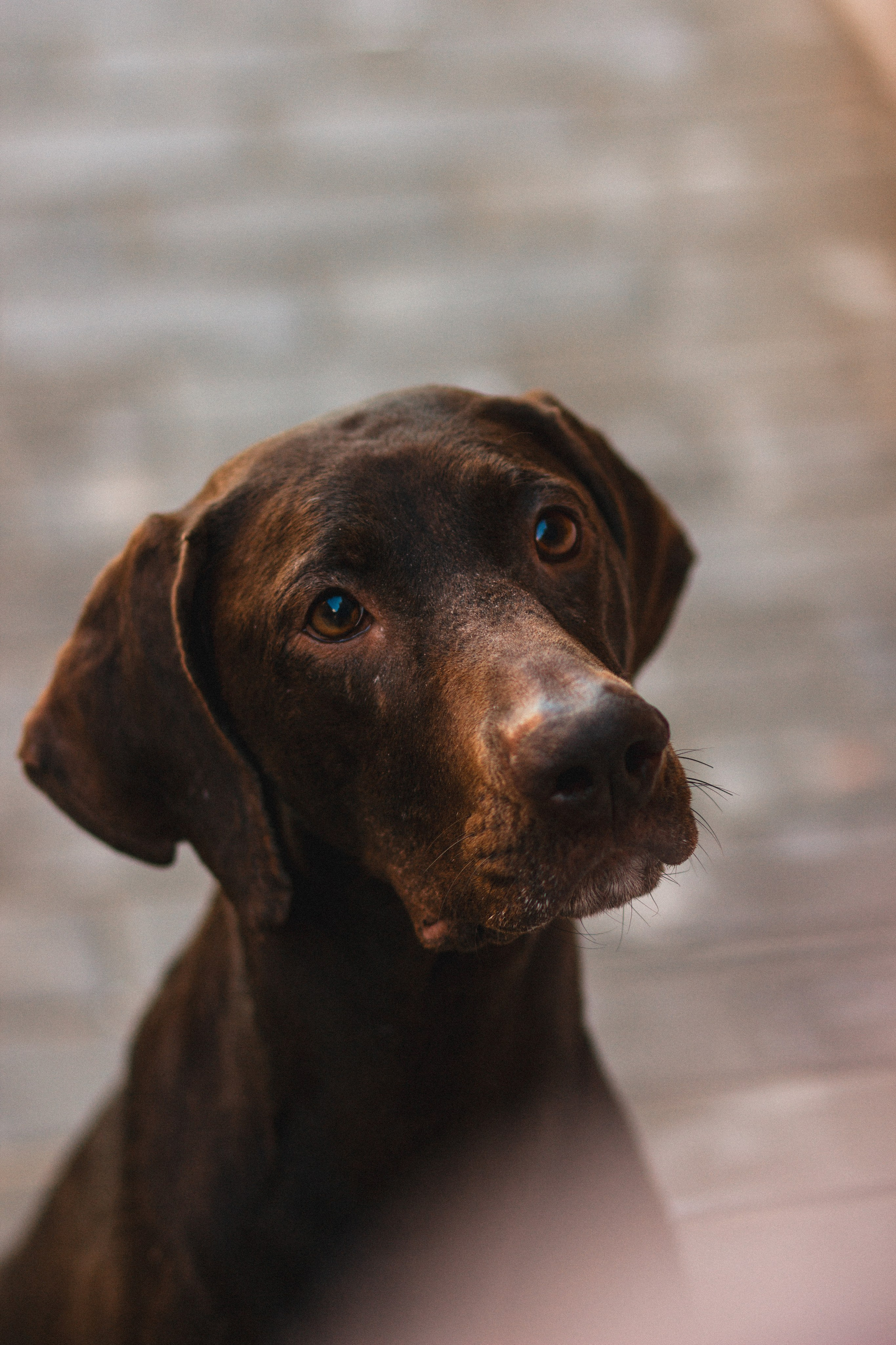 Ваши фотографии. Фотограф анималист Осипчикова Мария
