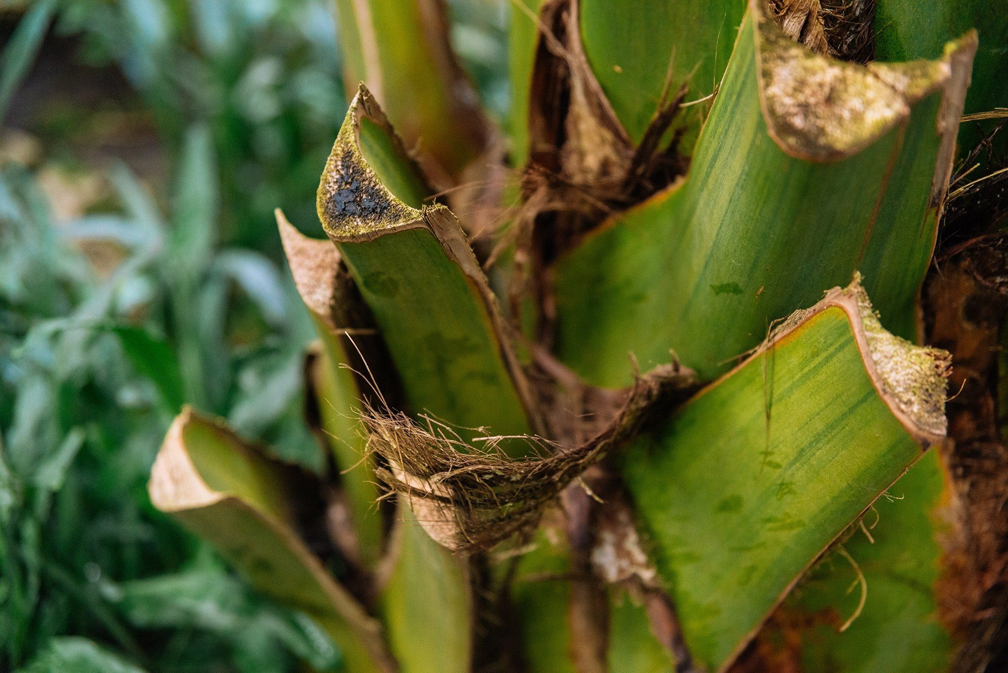 Ботанический сад. Субтропический маршрут. Март 26. Репортажный фотограф в Санкт-Петербурге Анастасия Клёпова