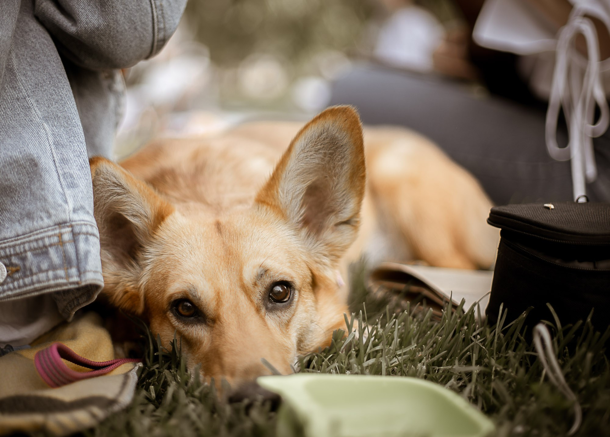 Укулеле пикник. SaGaFOTO.ru