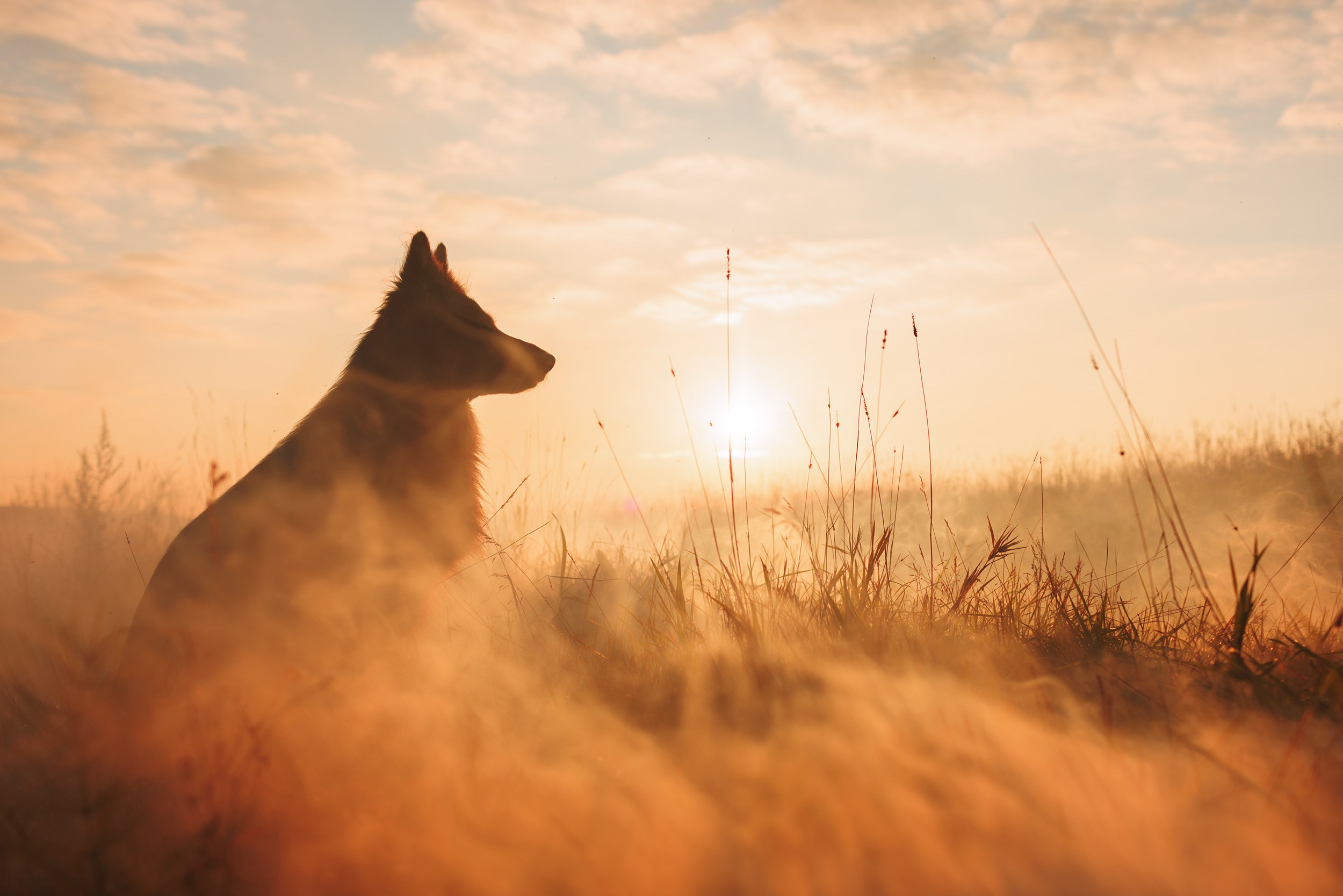 Собаки. Фотограф Анастасия Ветковская, Москва