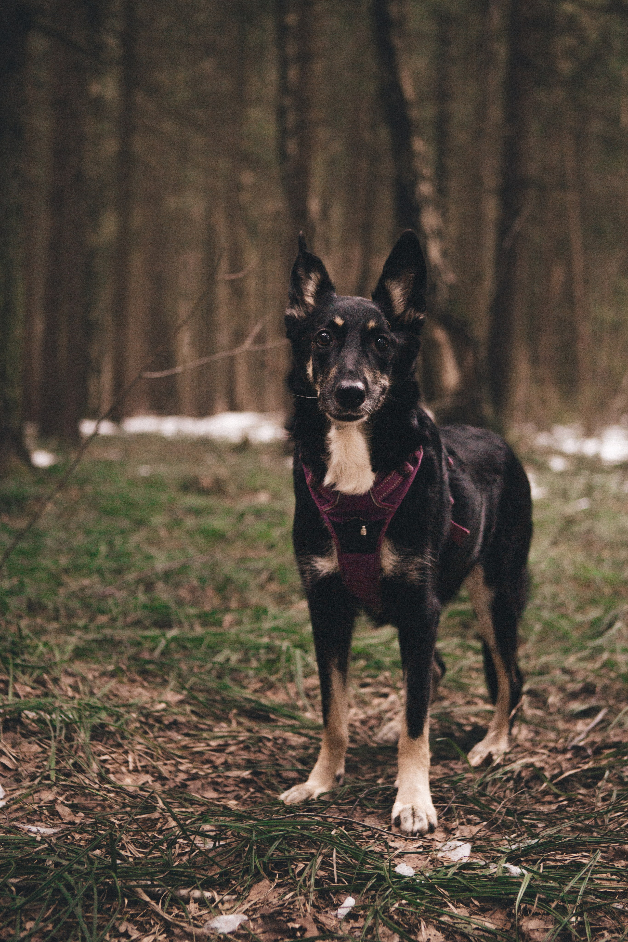 A cinematic tale of true love and unbreakable friendship between a man and a dog. Portrait, family and pet photographer in Cyprus, Ksenia Bourdelle