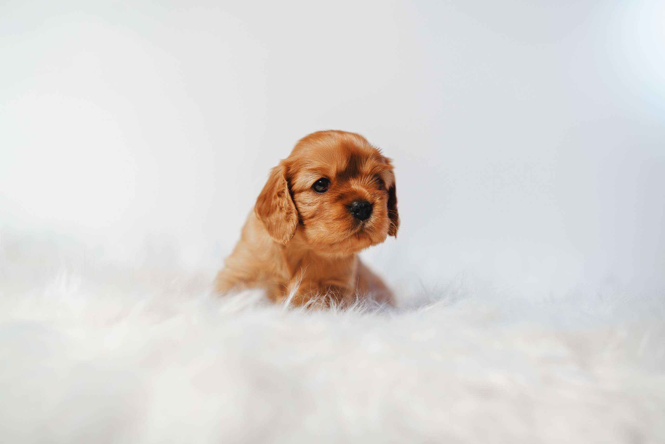 ККЧС. Фотограф анималист Осипчикова Мария