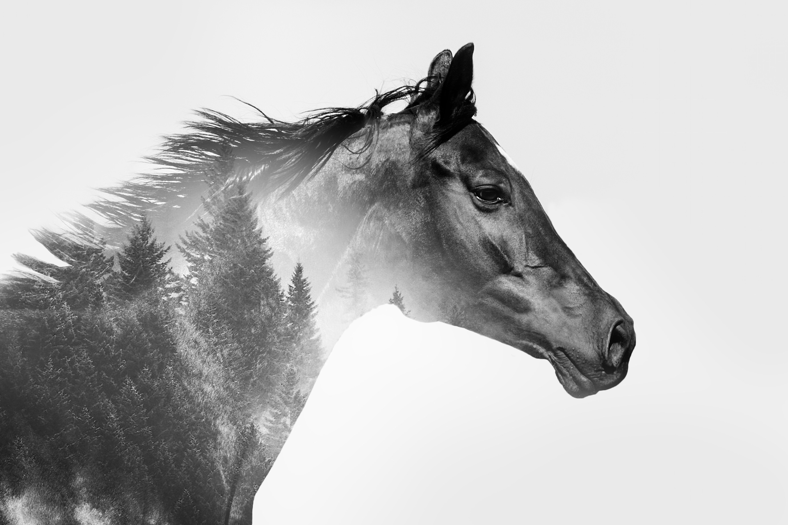 Life with horse. Saamill