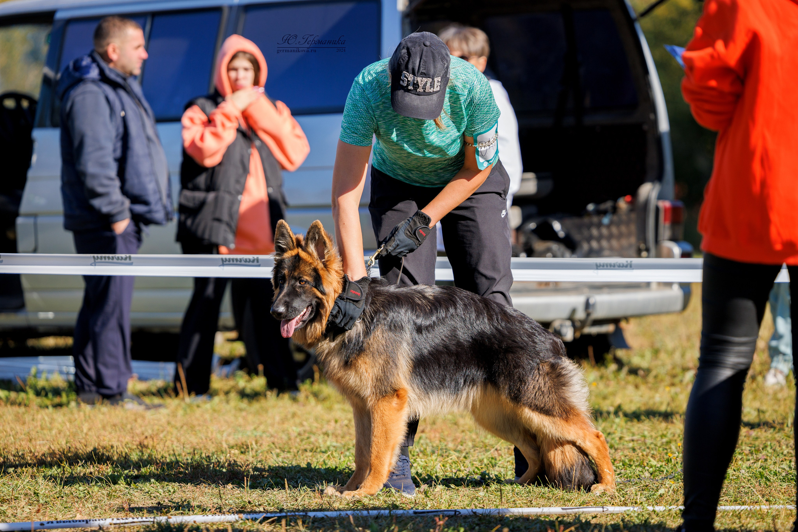 Тверь немецкие овчарки 22.09.2024. Фотограф-анималист Юлия Германика