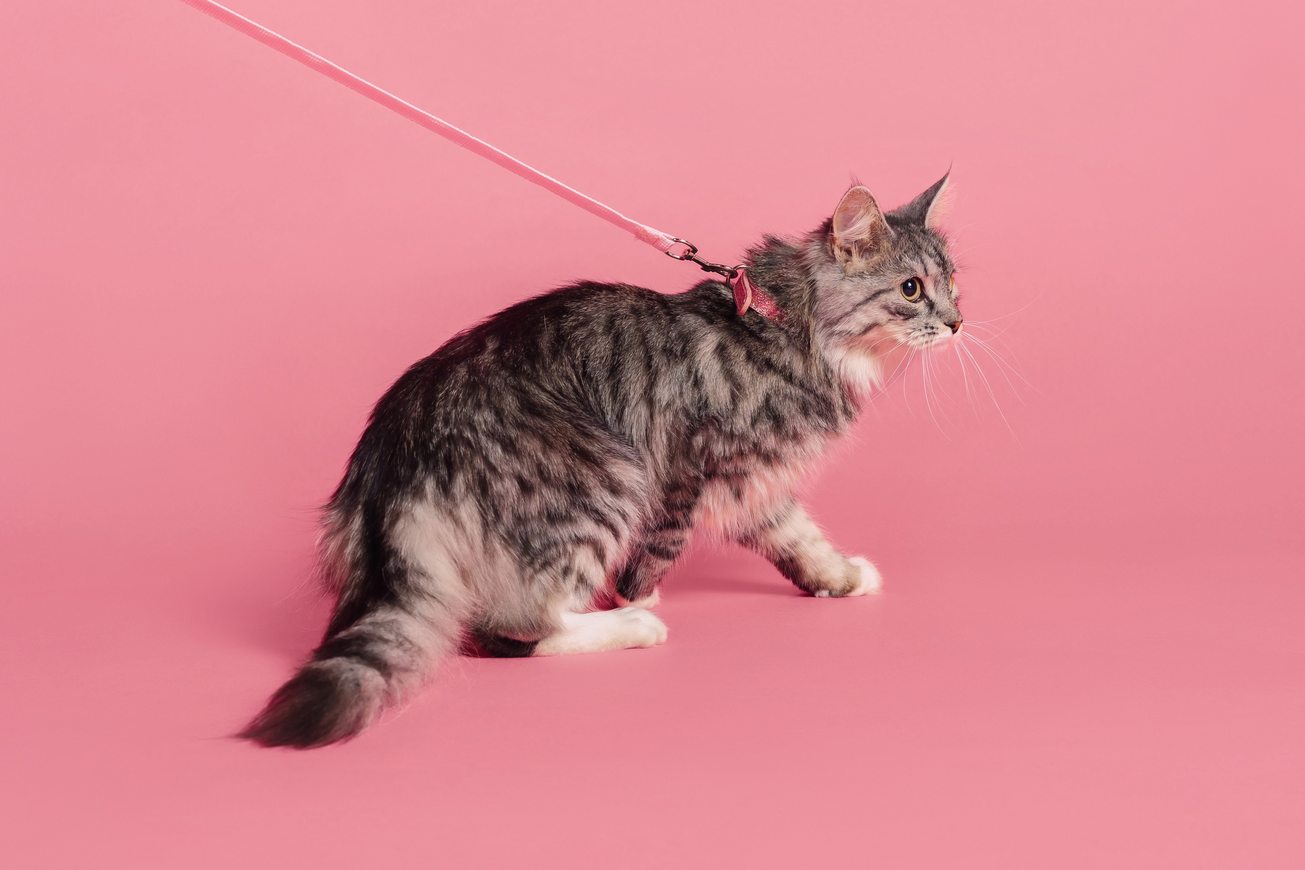 Магазин Friend of mine. Фотограф-анималист Елена Радченко, Москва