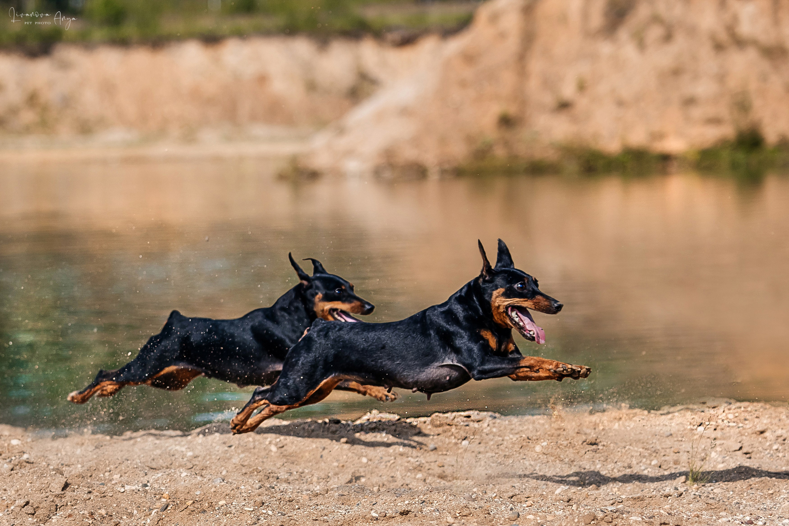 Троицкий карьер. Фотограф анималист Аня Ливанова | Рыбинск