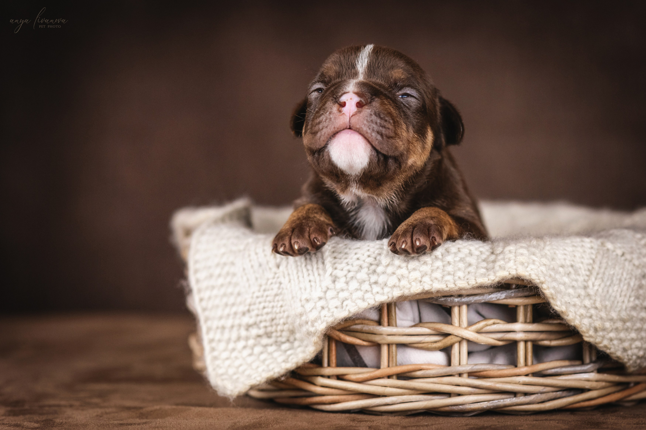 Амбулли. Фотограф анималист Аня Ливанова | Рыбинск