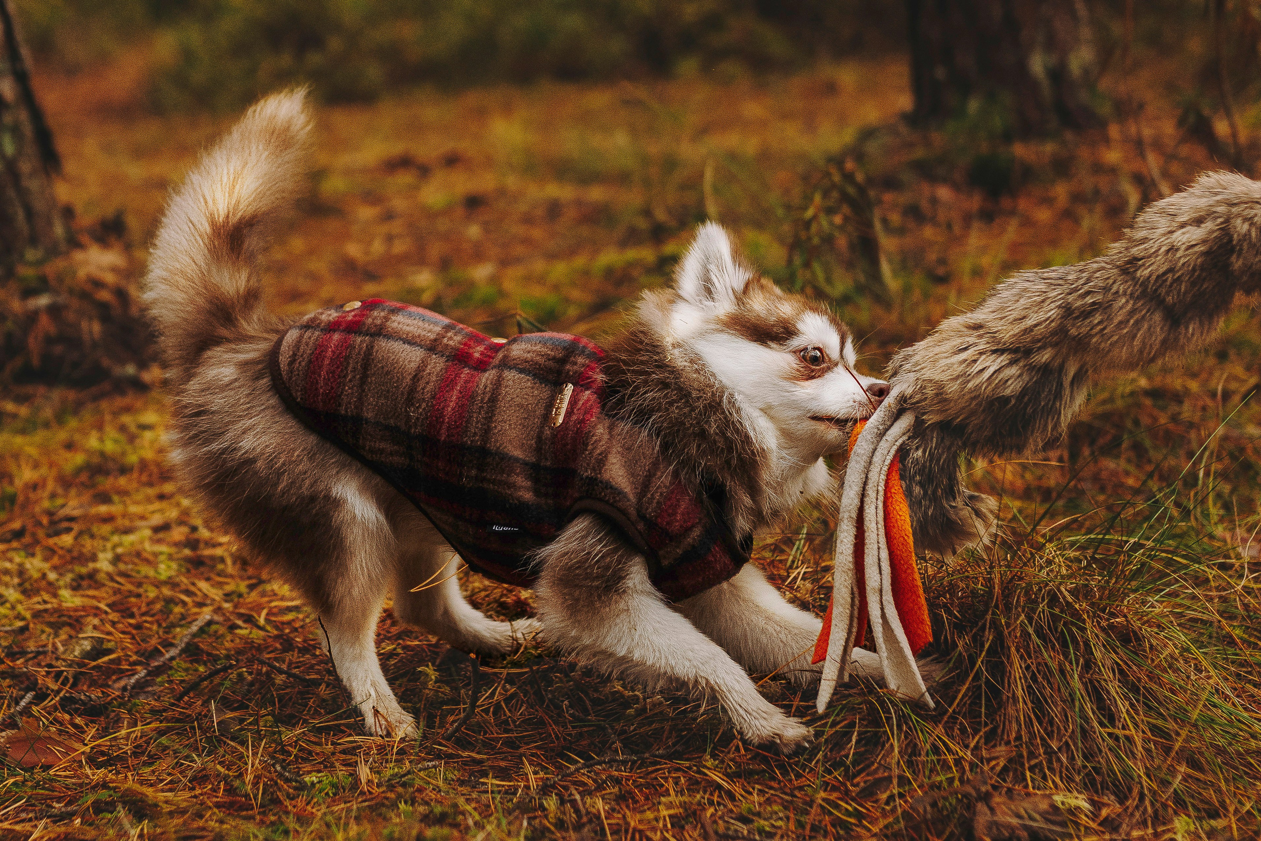 Катерина и Дрэка. Фотограф анималист в Спб недорого Олеся Майорова