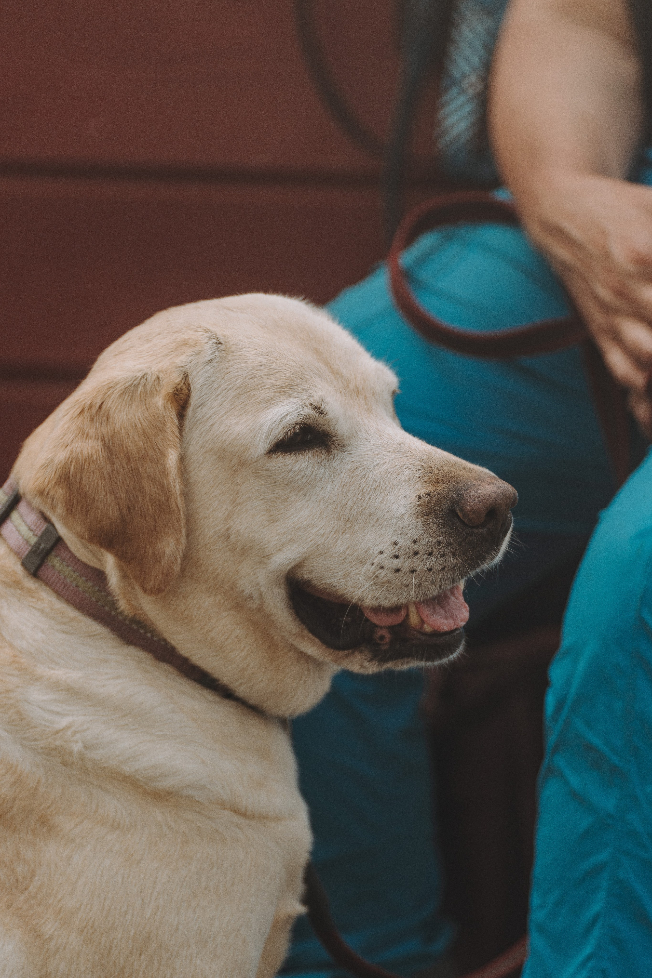 Соревнования по ноузворку в Новожилово. Фотограф анималист в Спб недорого Олеся Майорова