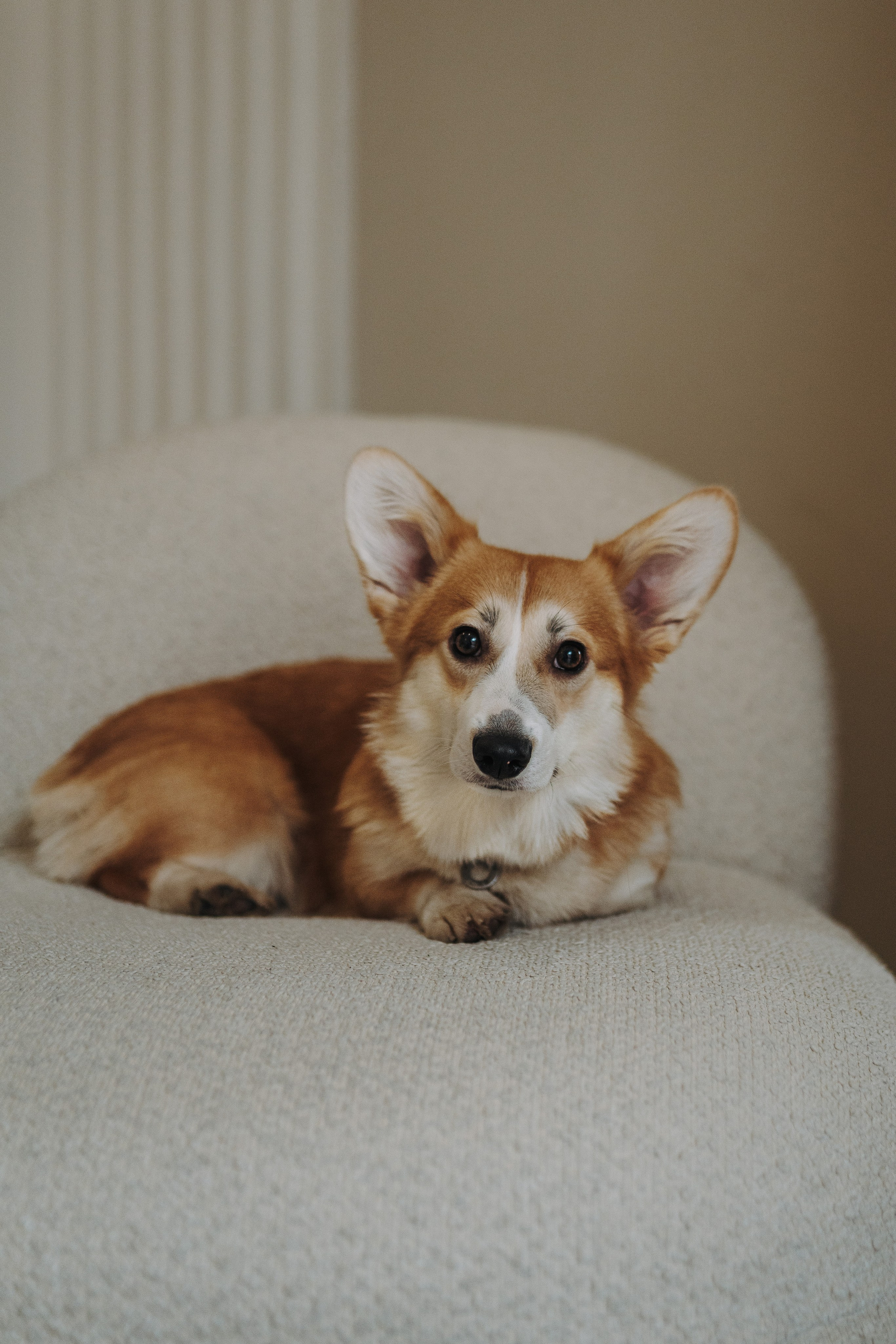 Александра и Бри. Фотограф анималист в Спб недорого Олеся Майорова