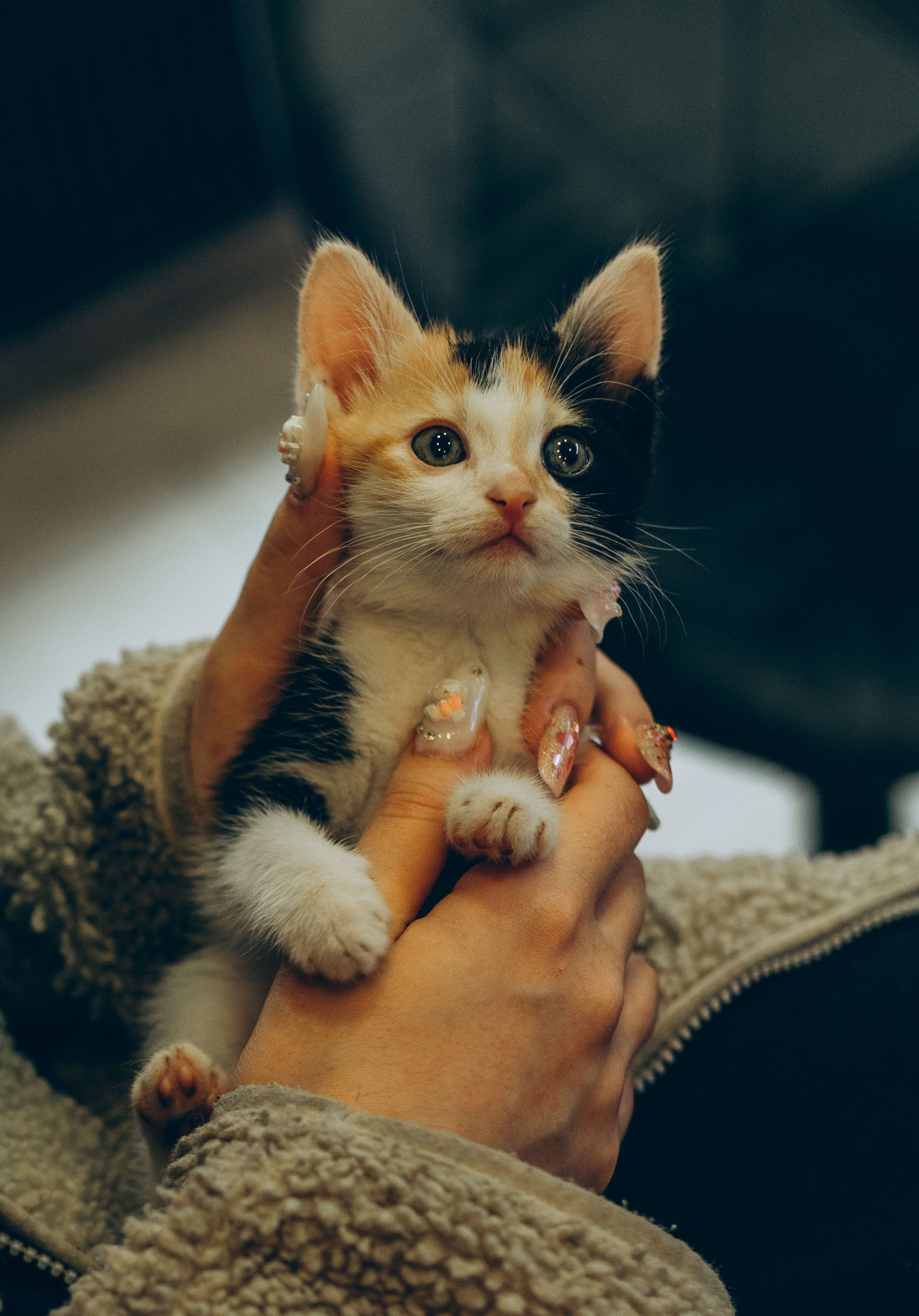 Соник. Фотограф анималист в Спб недорого Олеся Майорова