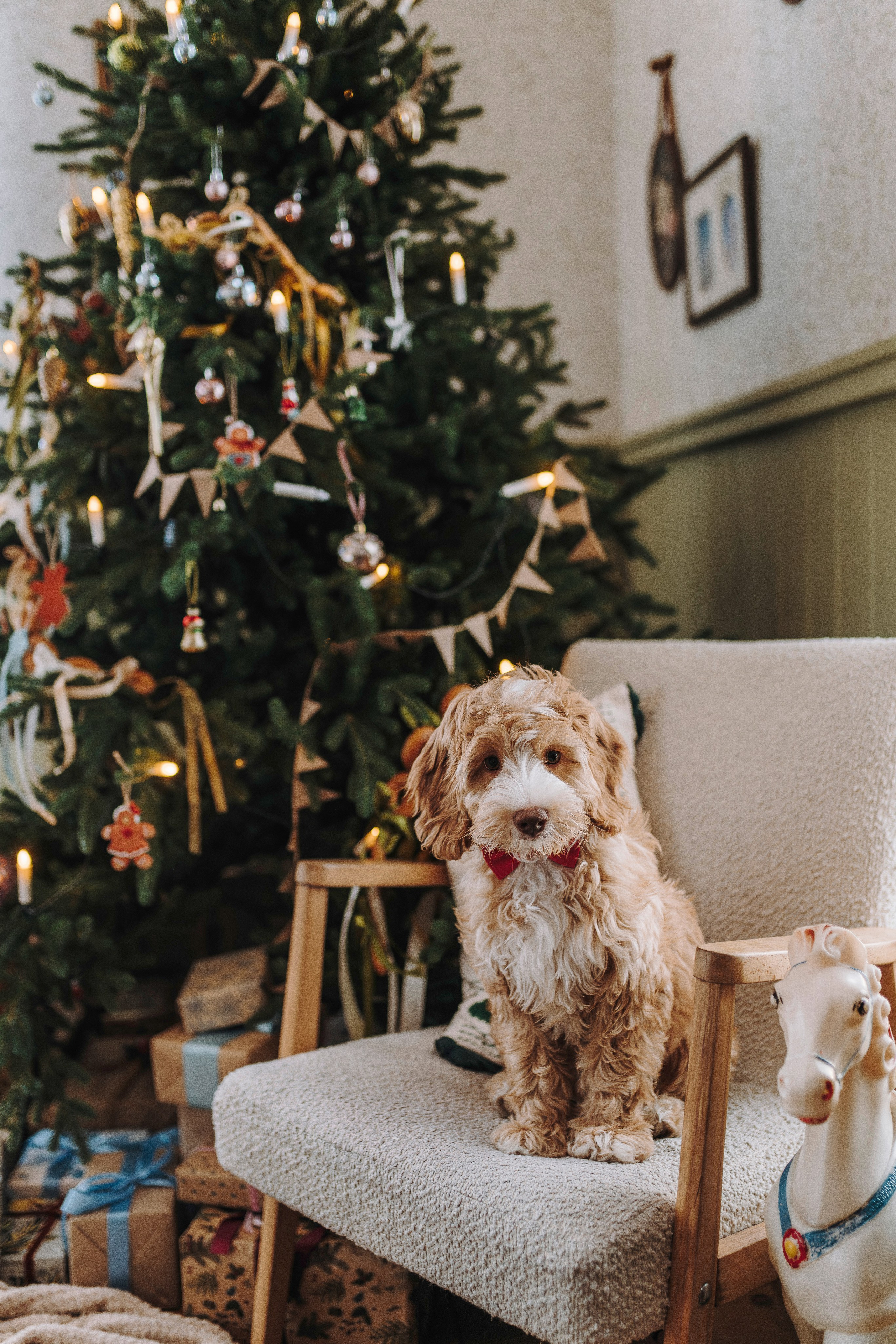 Мёрфи, Таня и Антон. Фотограф анималист в Спб недорого Олеся Майорова