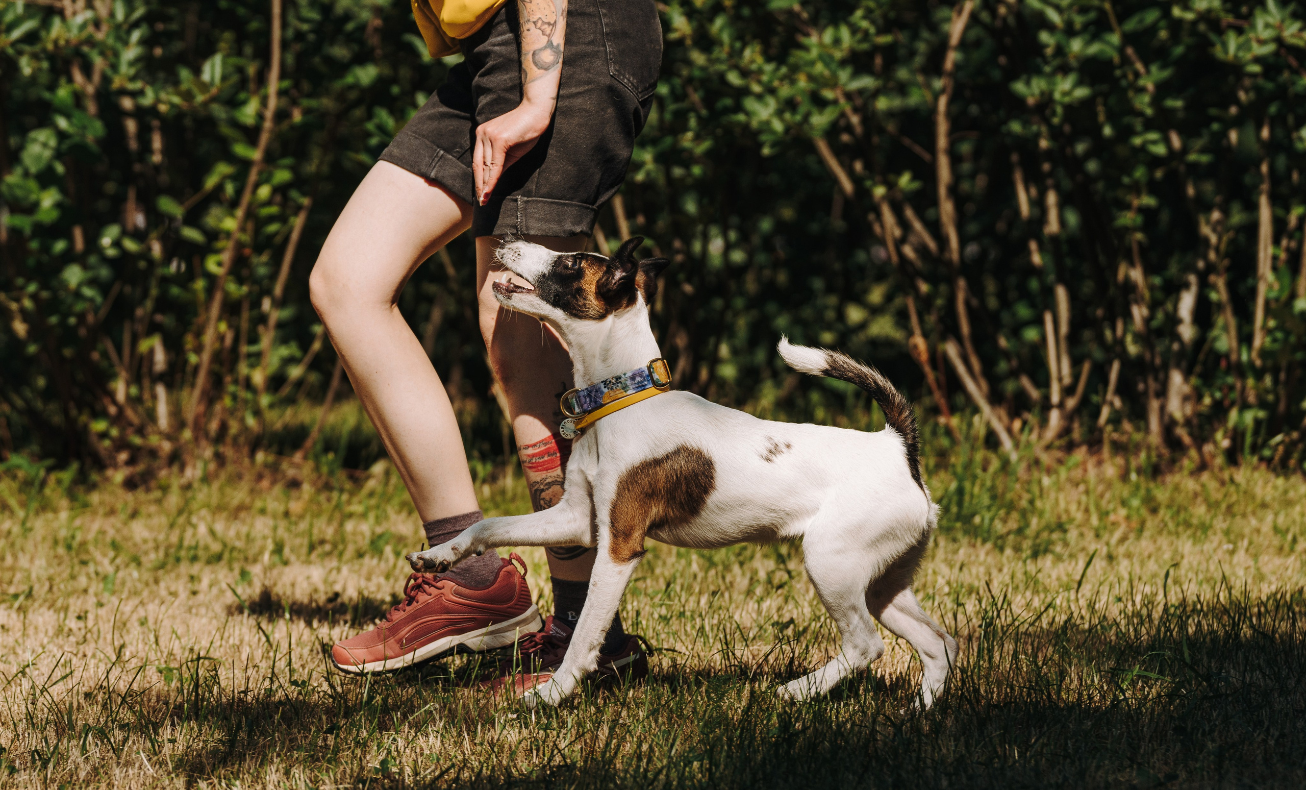 Ксения и Перри. Фотограф анималист в Спб недорого Олеся Майорова