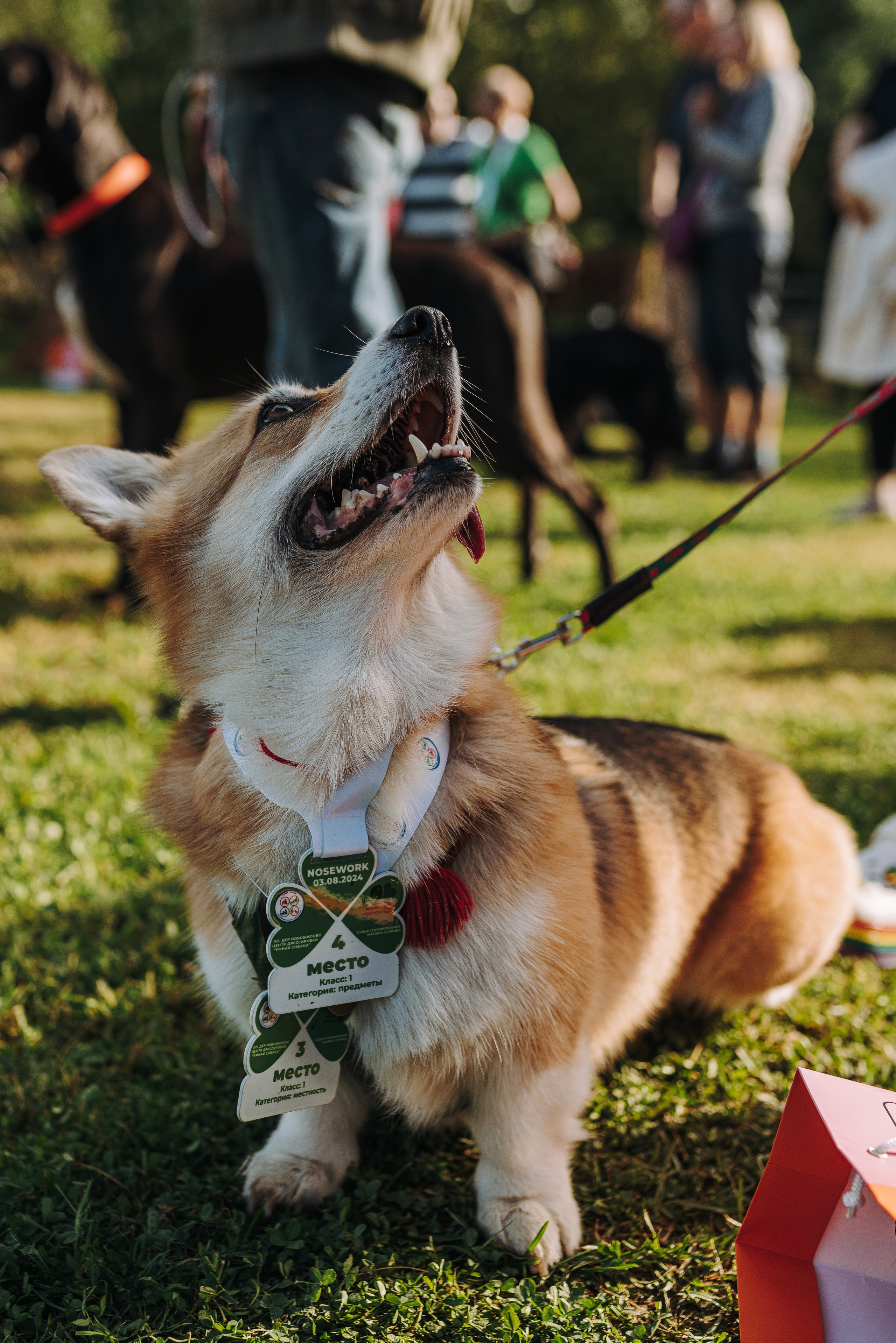 Соревнования по ноузворку в Новожилово. Фотограф анималист в Спб недорого Олеся Майорова