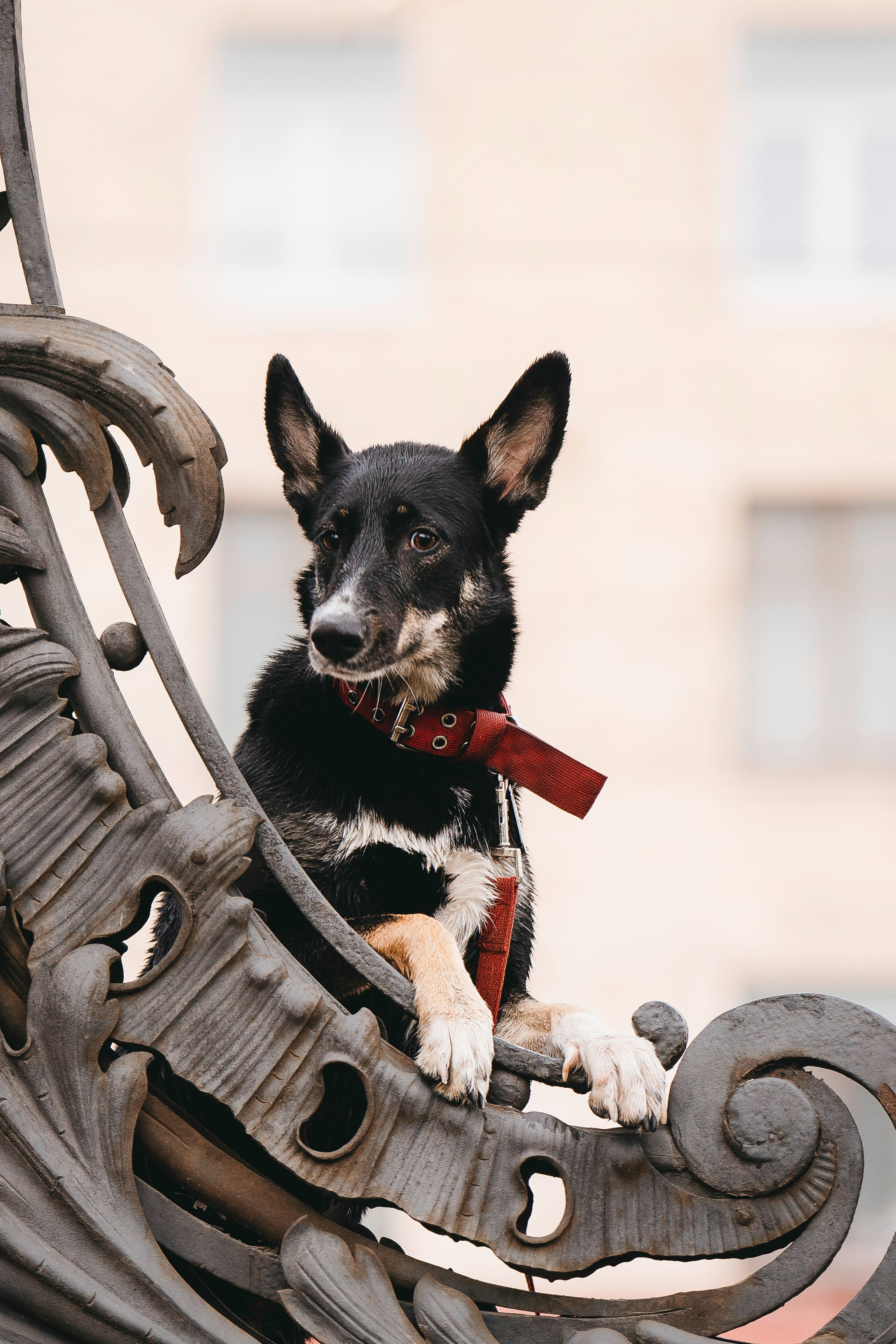 Эля и Шиза. Фотограф анималист в Спб недорого Олеся Майорова
