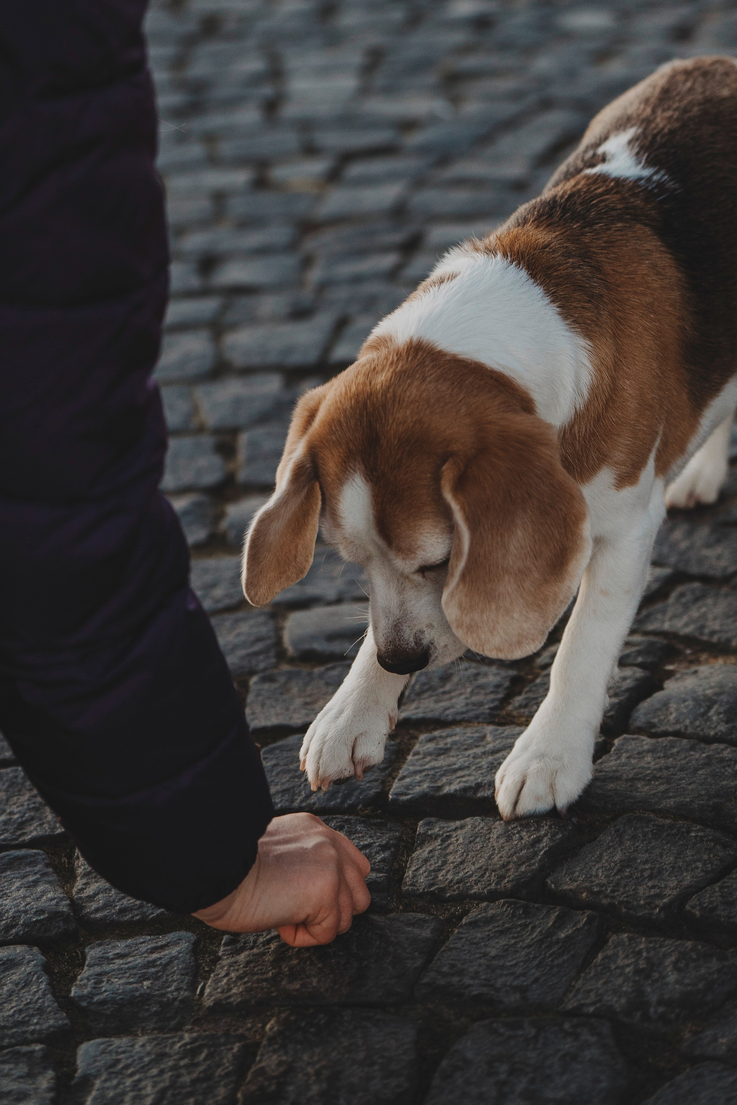 Ксения и Гаечка. Фотограф анималист в Спб недорого Олеся Майорова