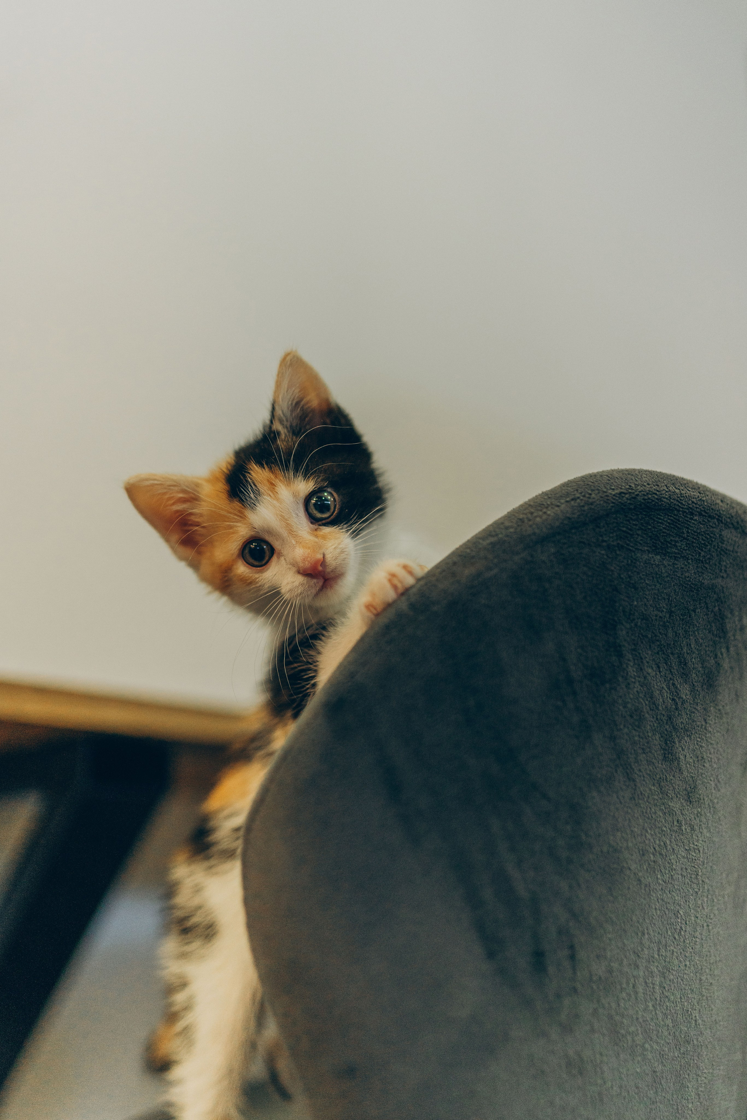 Соник. Фотограф анималист в Спб недорого Олеся Майорова