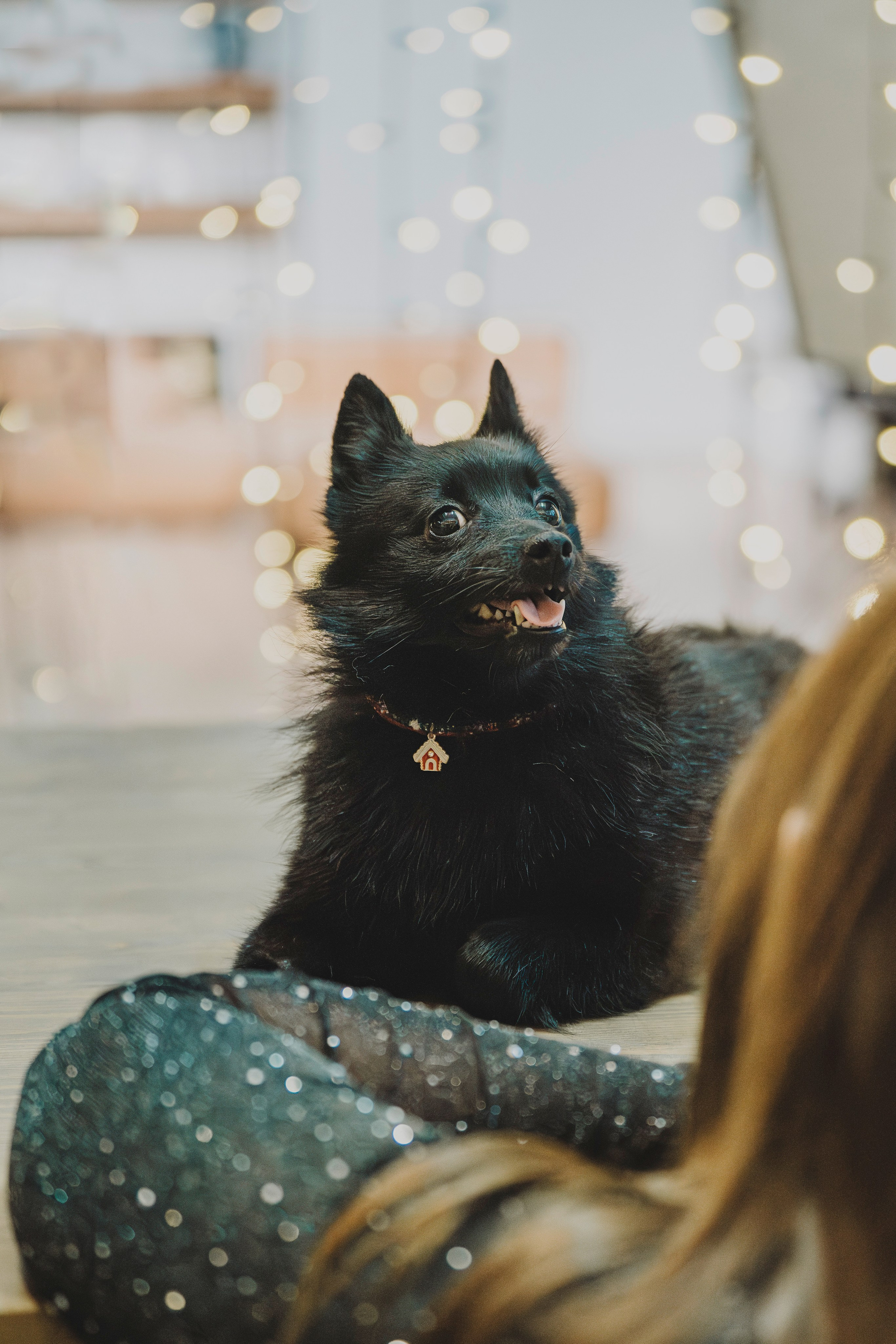 Аня, Андуин и Тесс. Фотограф анималист в Спб недорого Олеся Майорова
