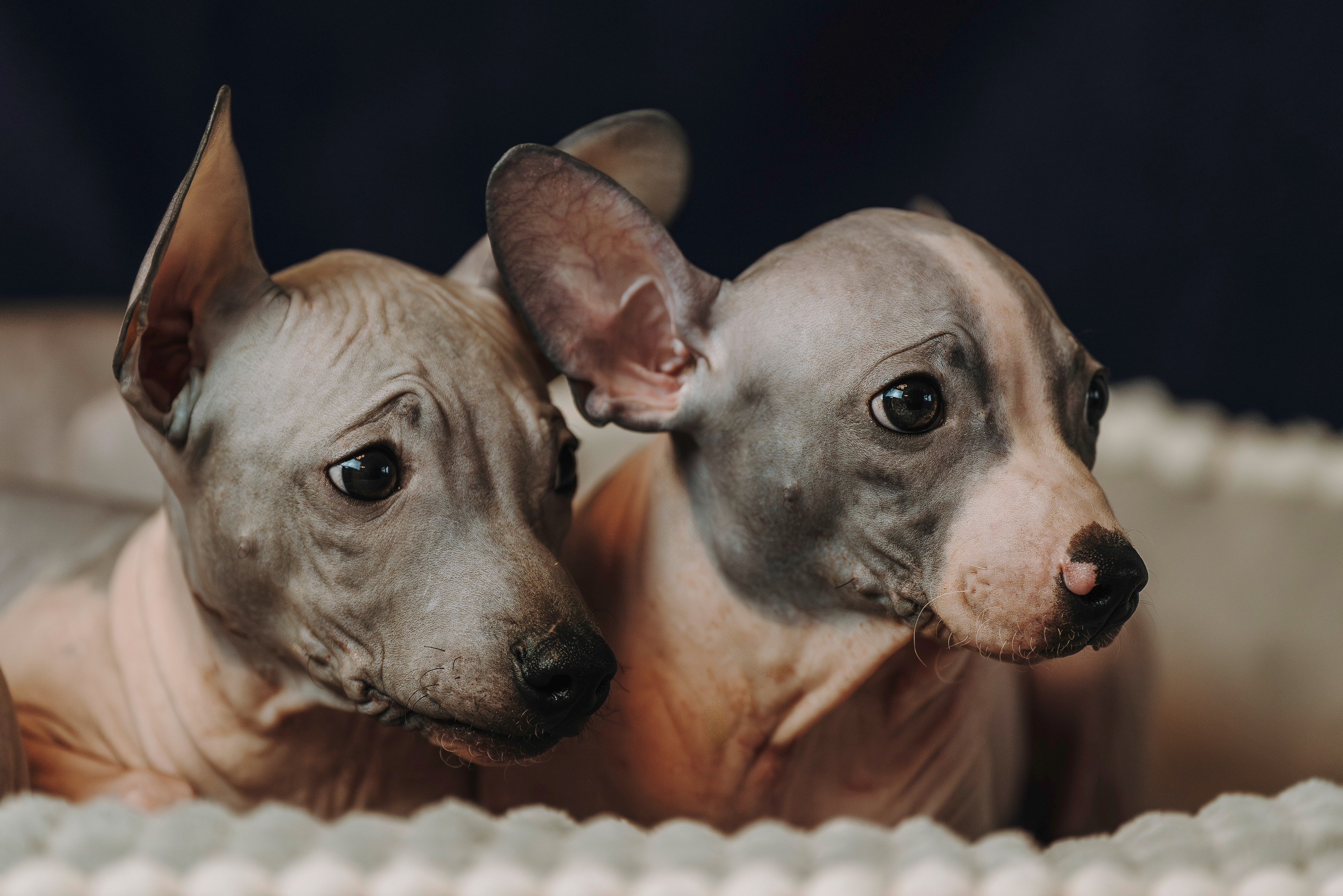 Малыши американского голого терьера. Фотограф анималист в Спб недорого Олеся Майорова
