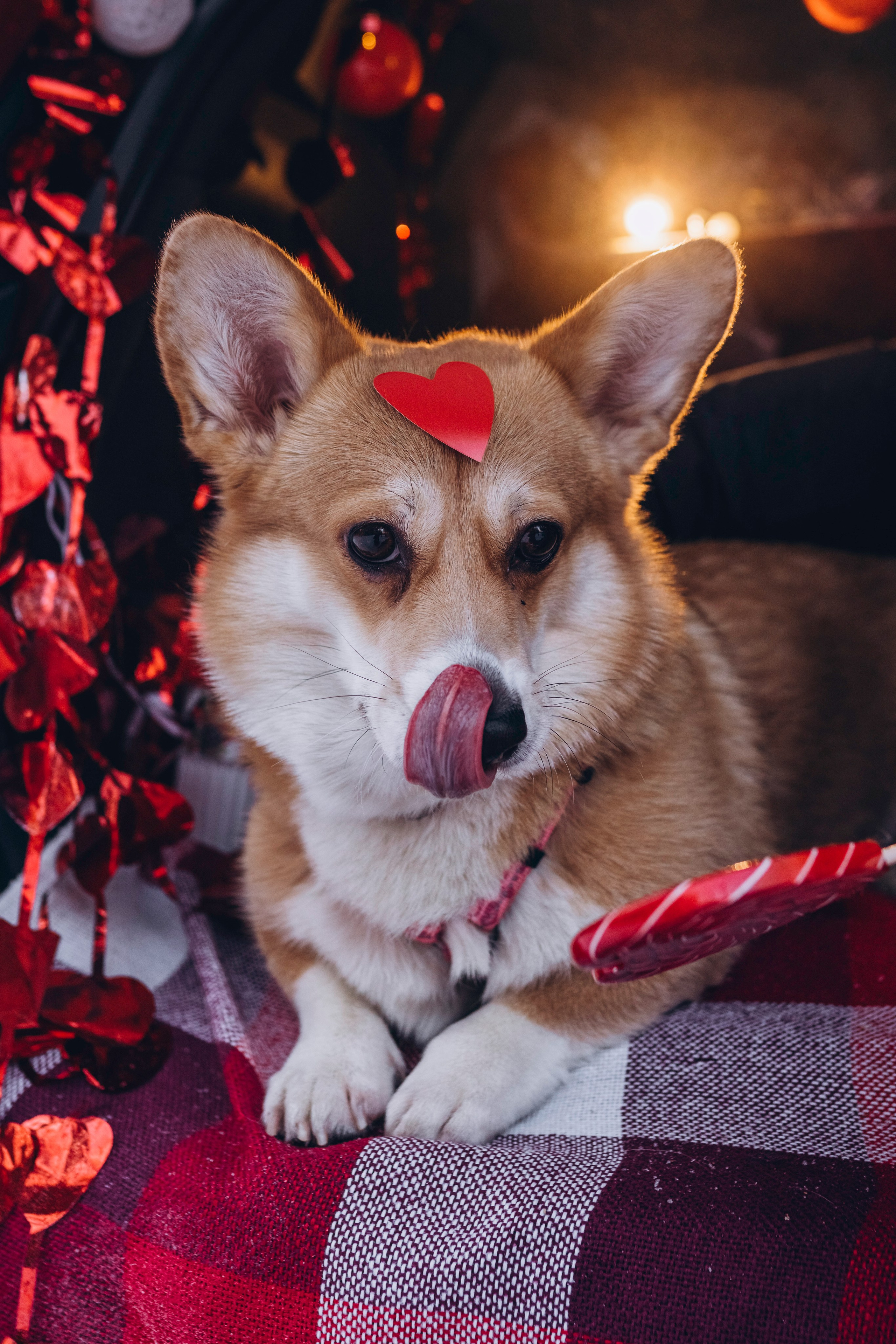 Фотодень Святого Валентина. Фотограф анималист в Спб недорого Олеся Майорова