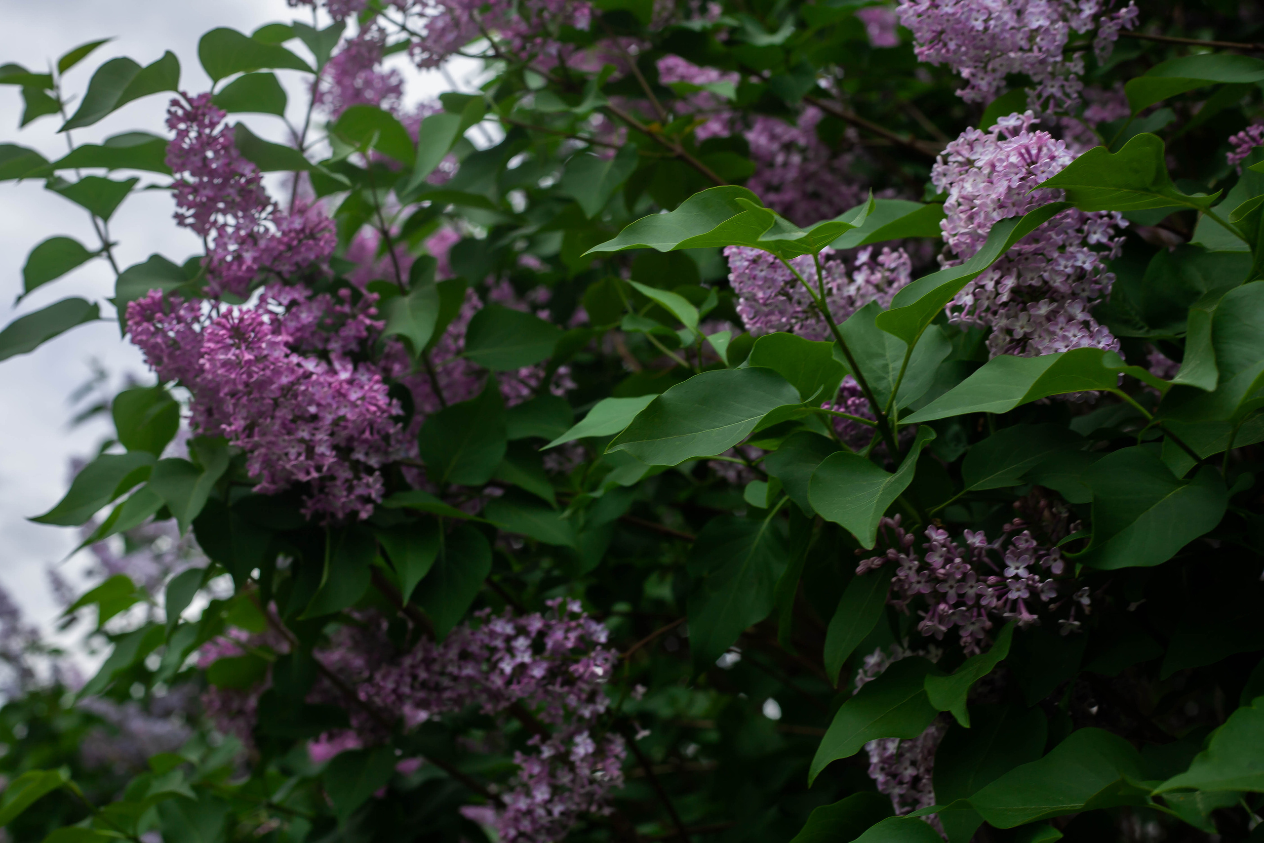 Алёна. Наталья Косьянова. Ваш фотограф. Москва