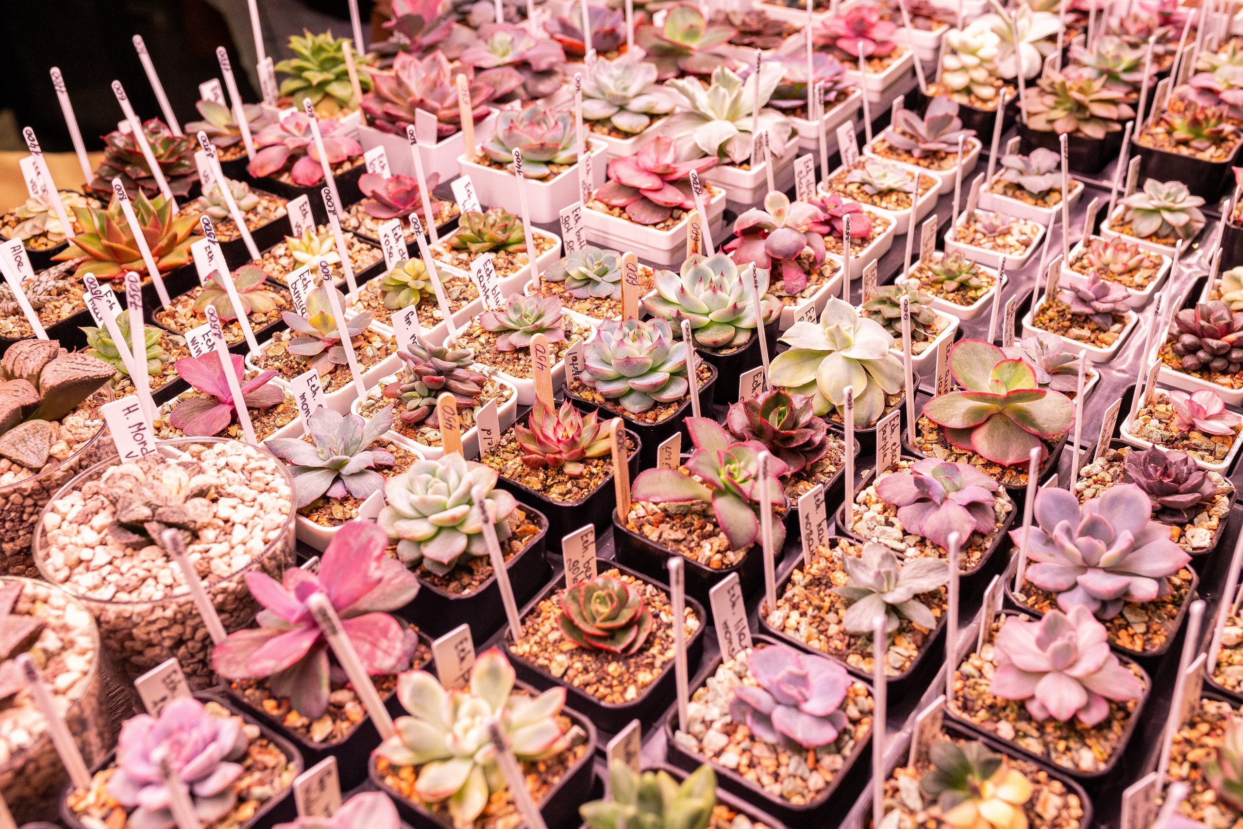 Green_Rare Ярмарка февраль 2025. Александра Куликова фотограф, Москва