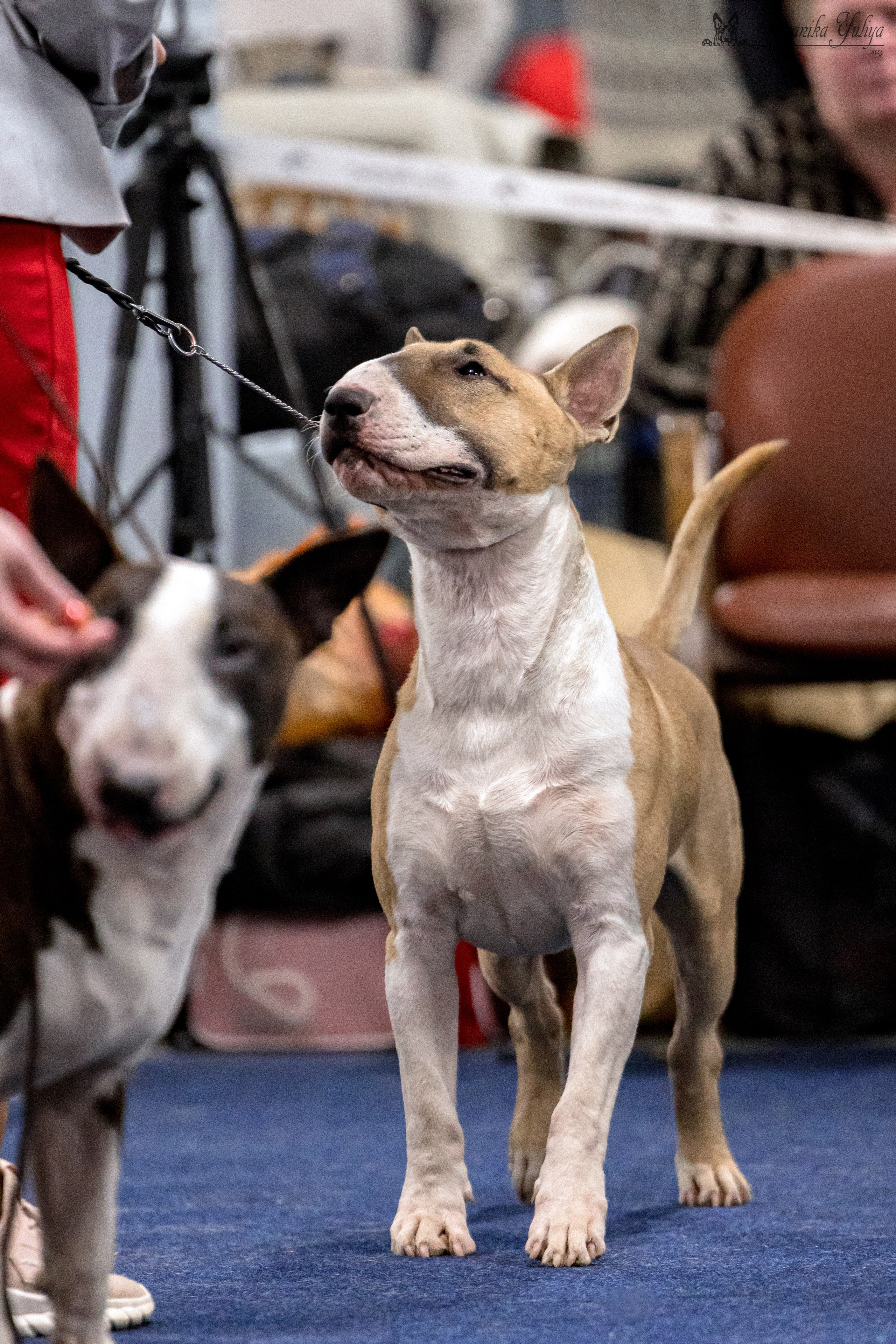 Сфера 29.10,Крокус 4.11,Сфера 12.11.2023. Фотограф-анималист Юлия Германика