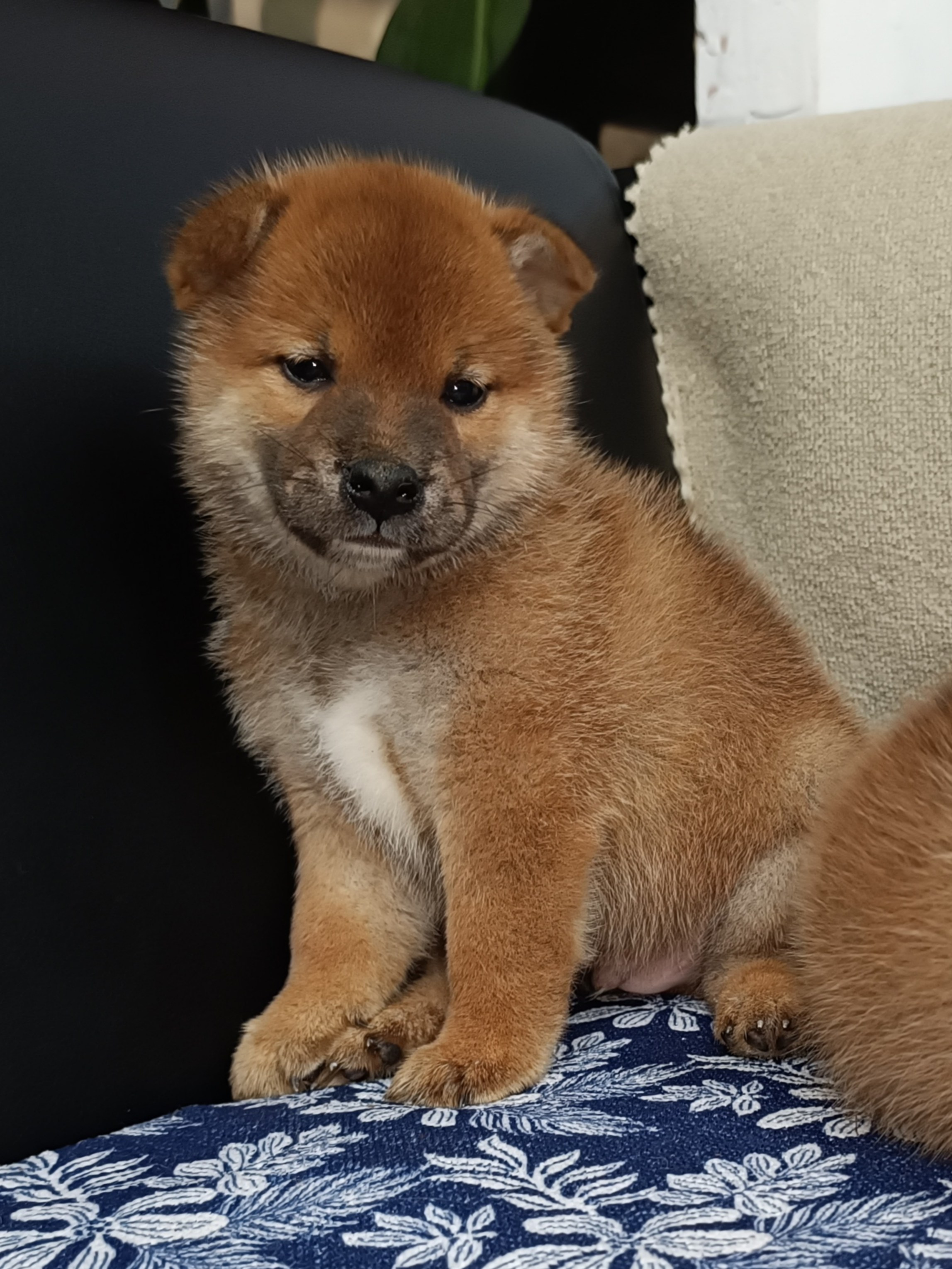 сиба питомник Рубилайт щенки на продажу rubylight  сиба щенки купить СПб Санкт-Петербург 