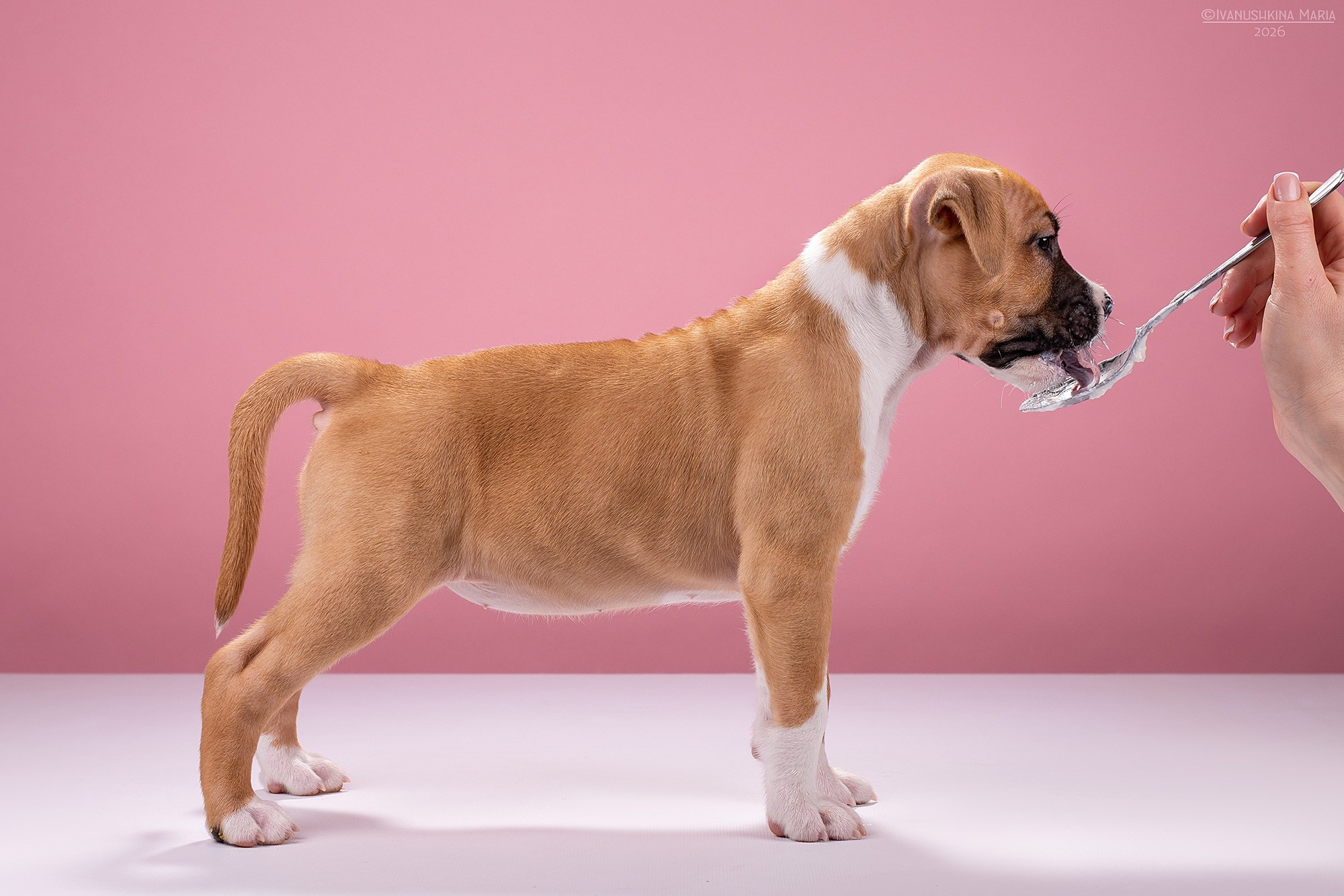 Экстерьерная фотосессия собаки. Фотограф собак в Москве и Московской области Иванушкина Мария