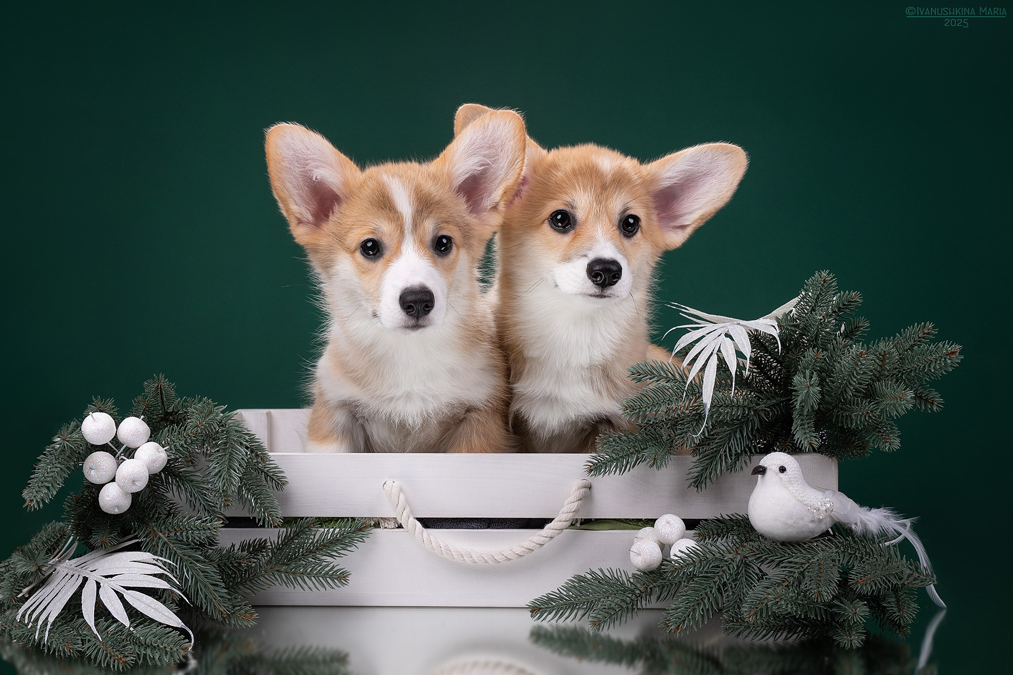 Фотосессия щенков на фонах. Фотограф собак в Москве и Московской области Иванушкина Мария