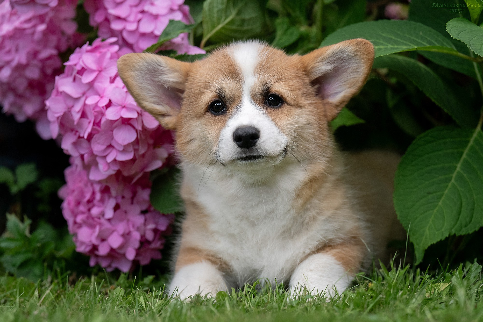 Фотосессия щенков на продажу. Фотограф собак в Москве и Московской области Иванушкина Мария