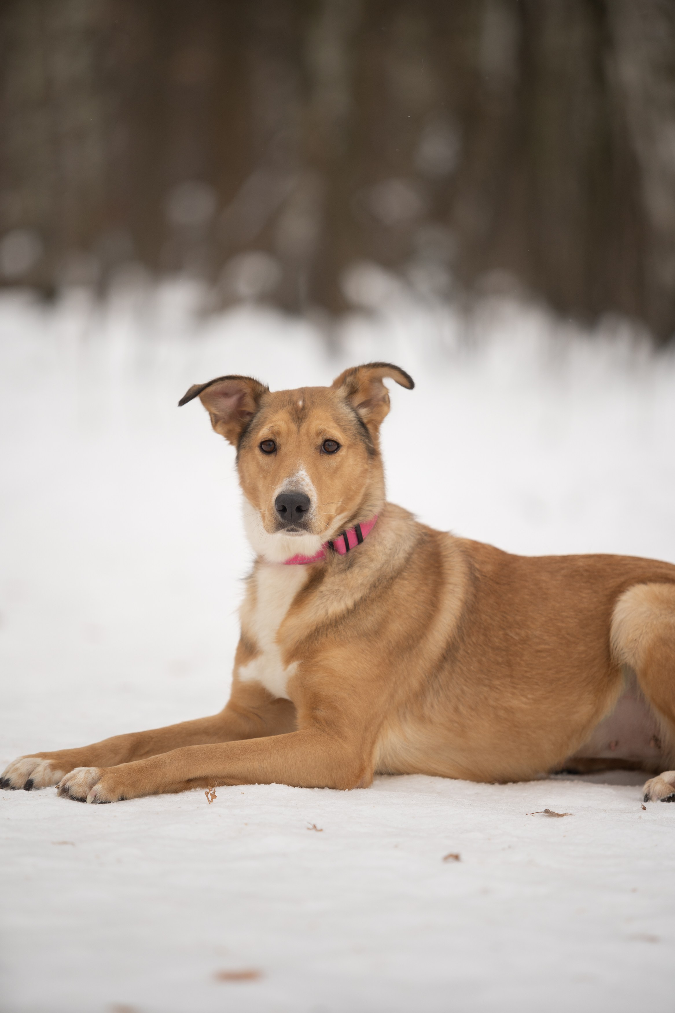 Анималистика. Фотограф в Москве — Георгий Чернышов