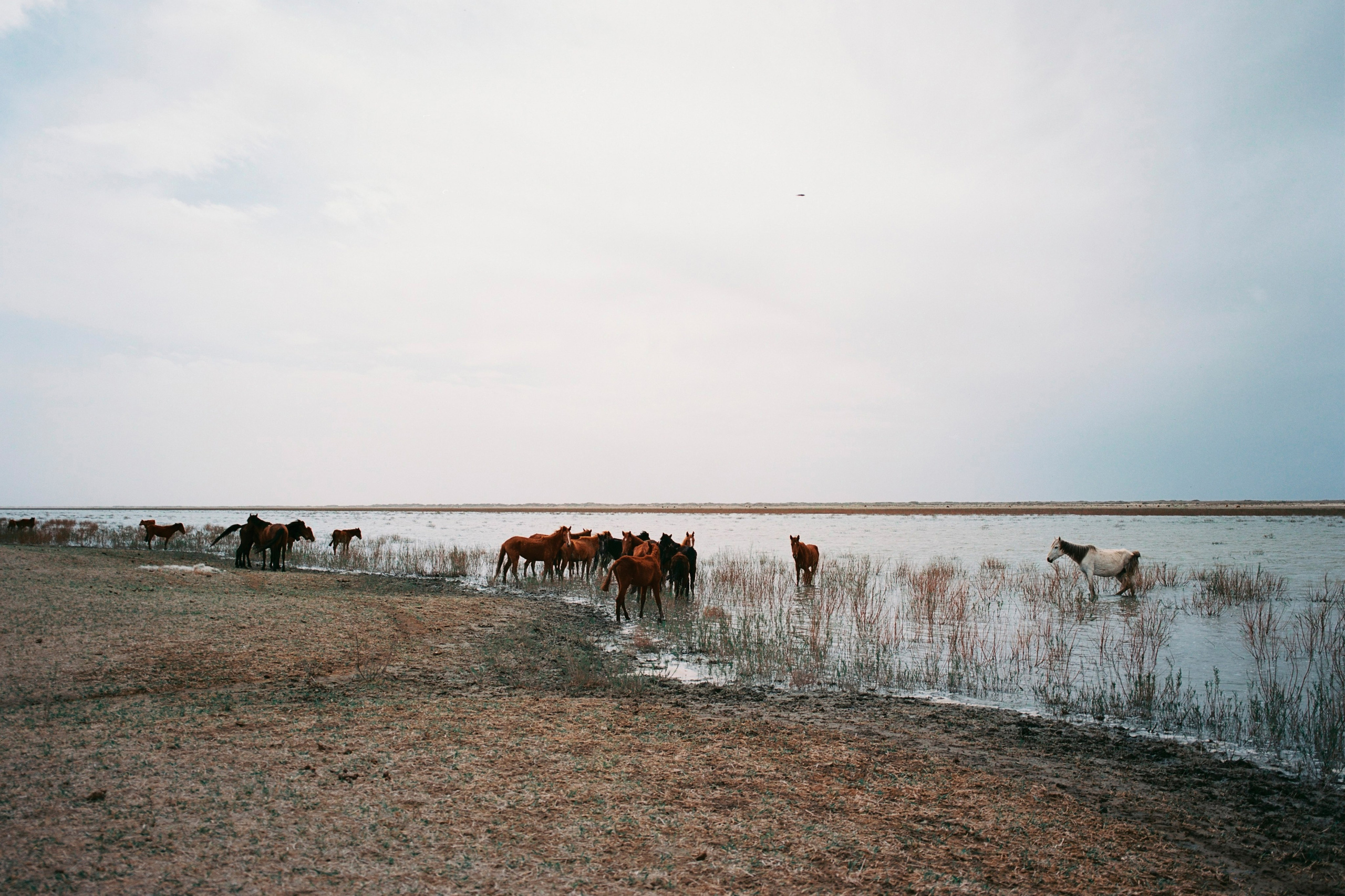 Sarybas Lake in Moynaq was once a bay of the Aral Sea, and is now surrounded by a desert. People  saved it with the help of a dam to have at least some source of water for drinking sheep, cows and horses