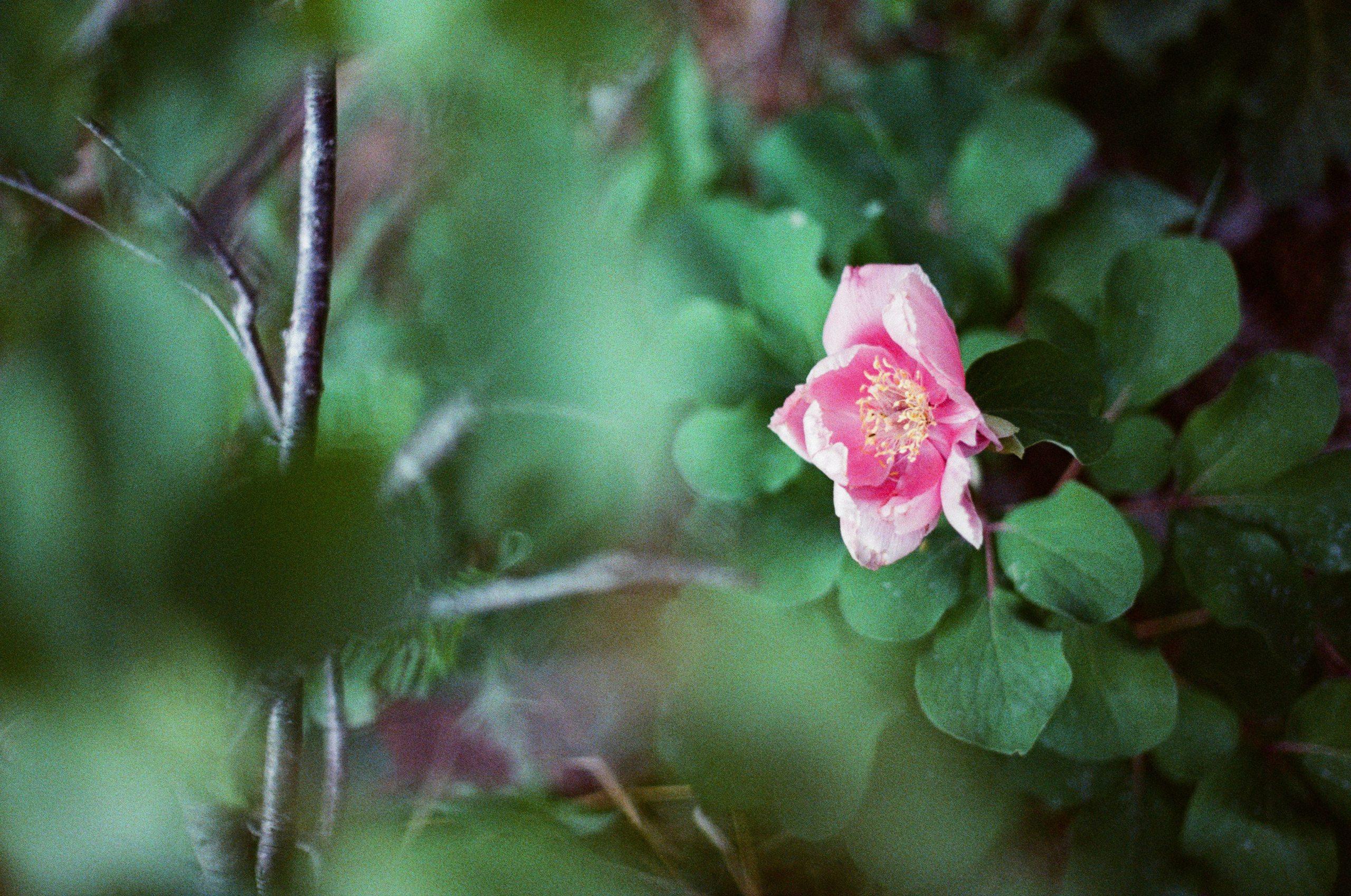 Silver strings // ukraine, crimea III. EVER EXPOSED