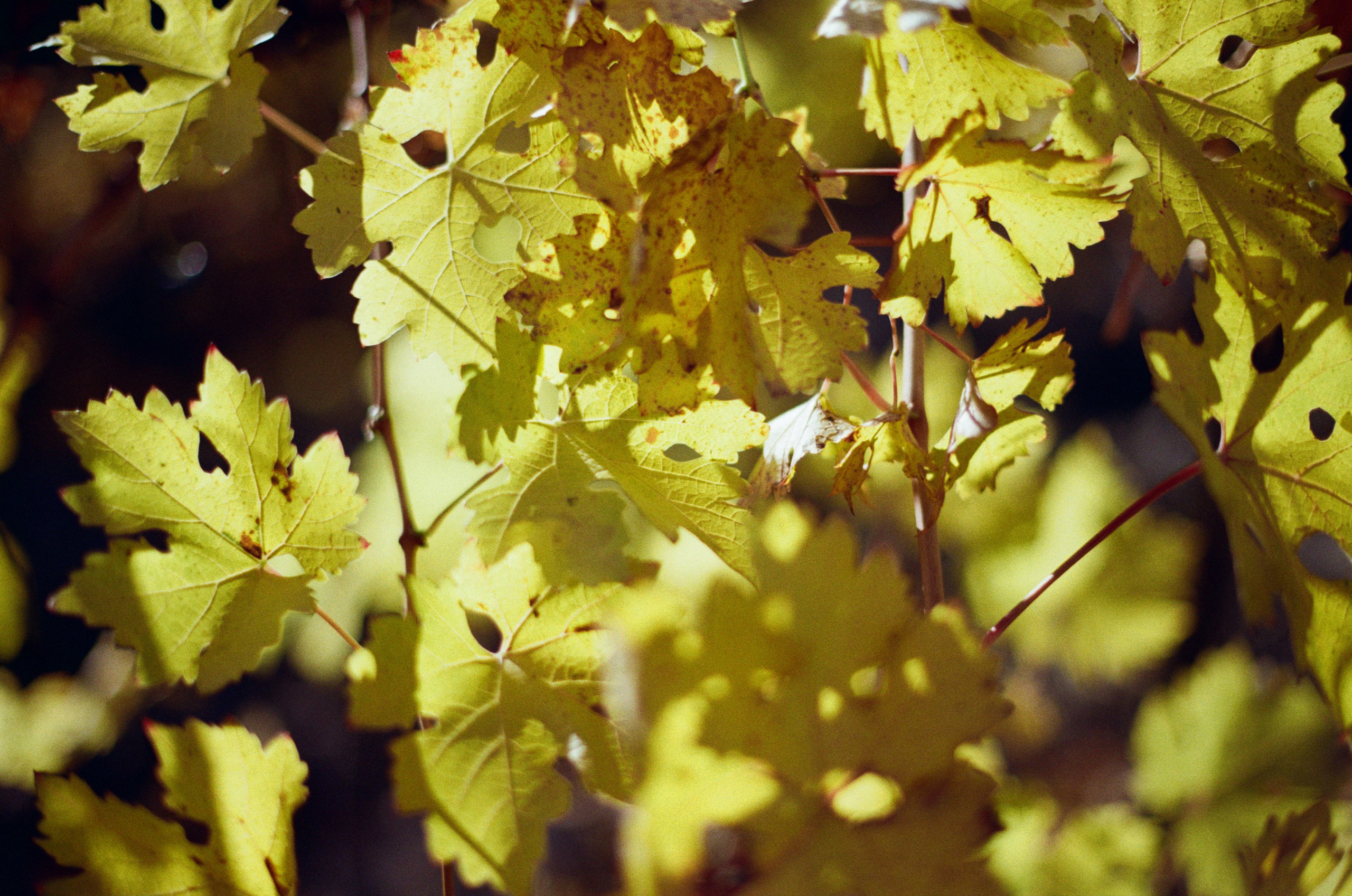 Wherever you will go // ukraine, crimea IV. EVER EXPOSED