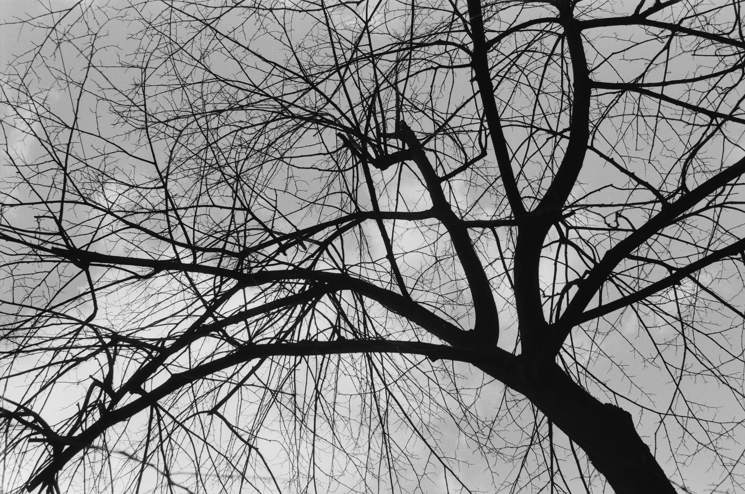 Black dog petersburg // st.-petersburg II. EVER EXPOSED