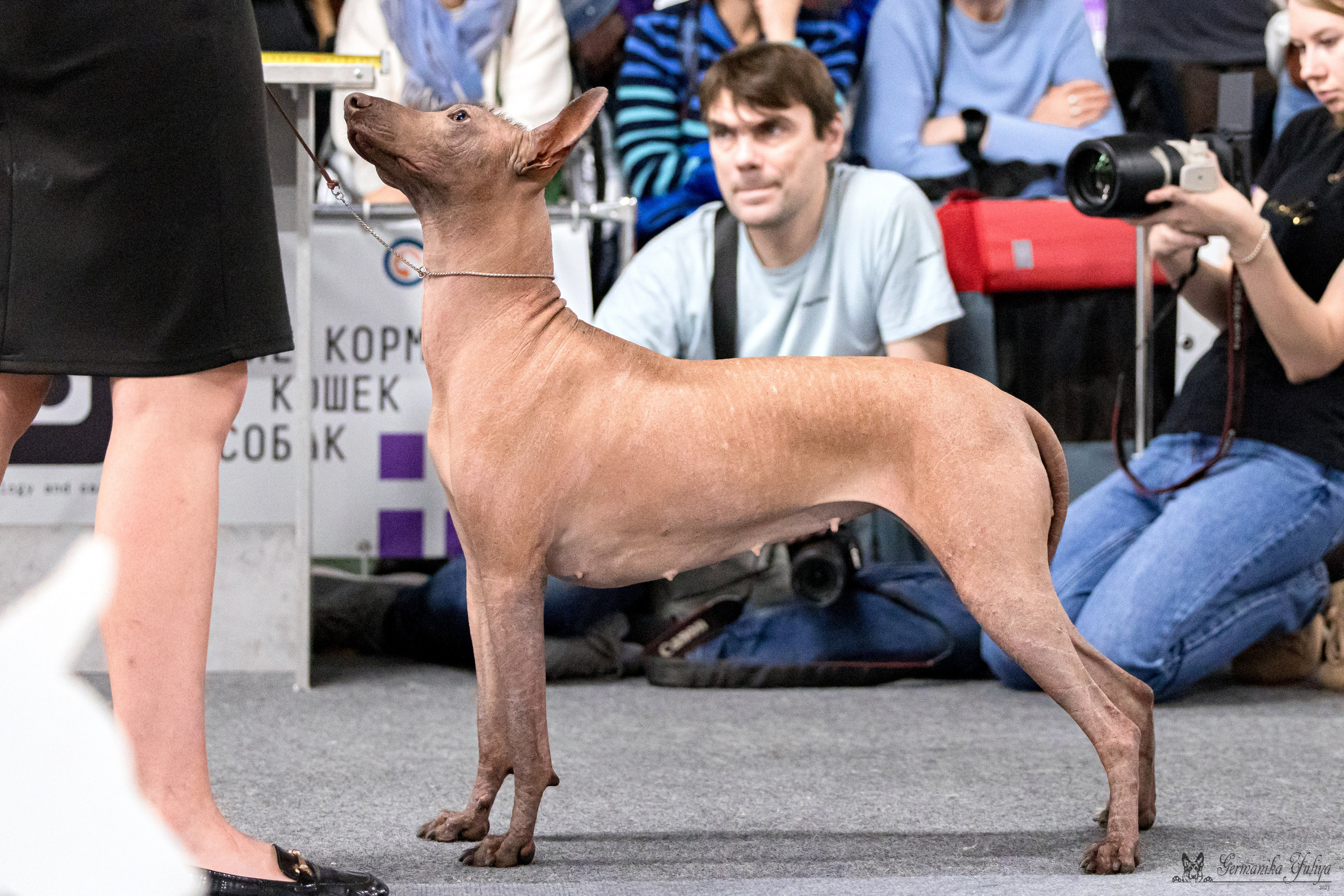 Сфера 29.10,Крокус 4.11,Сфера 12.11.2023. Фотограф-анималист Юлия Германика