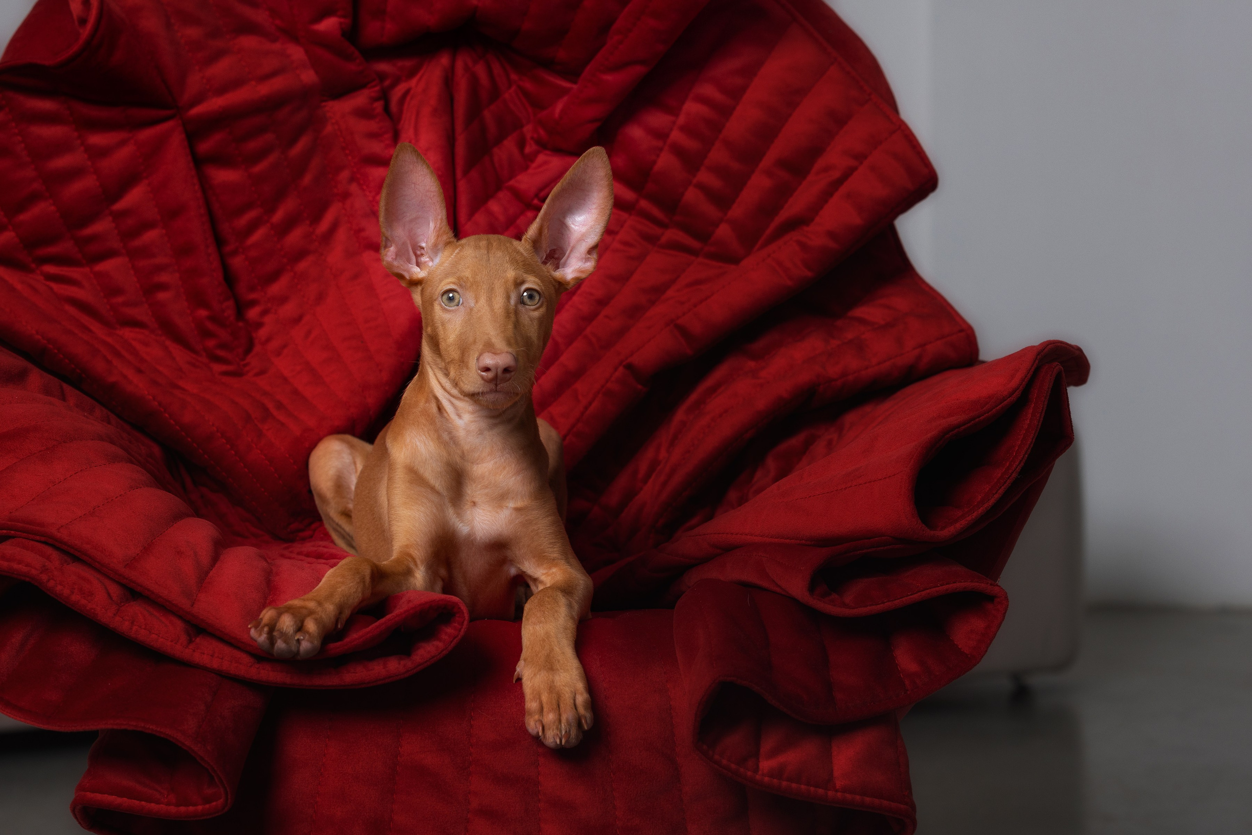 Собаки и не только. Фотограф Алена Звездина