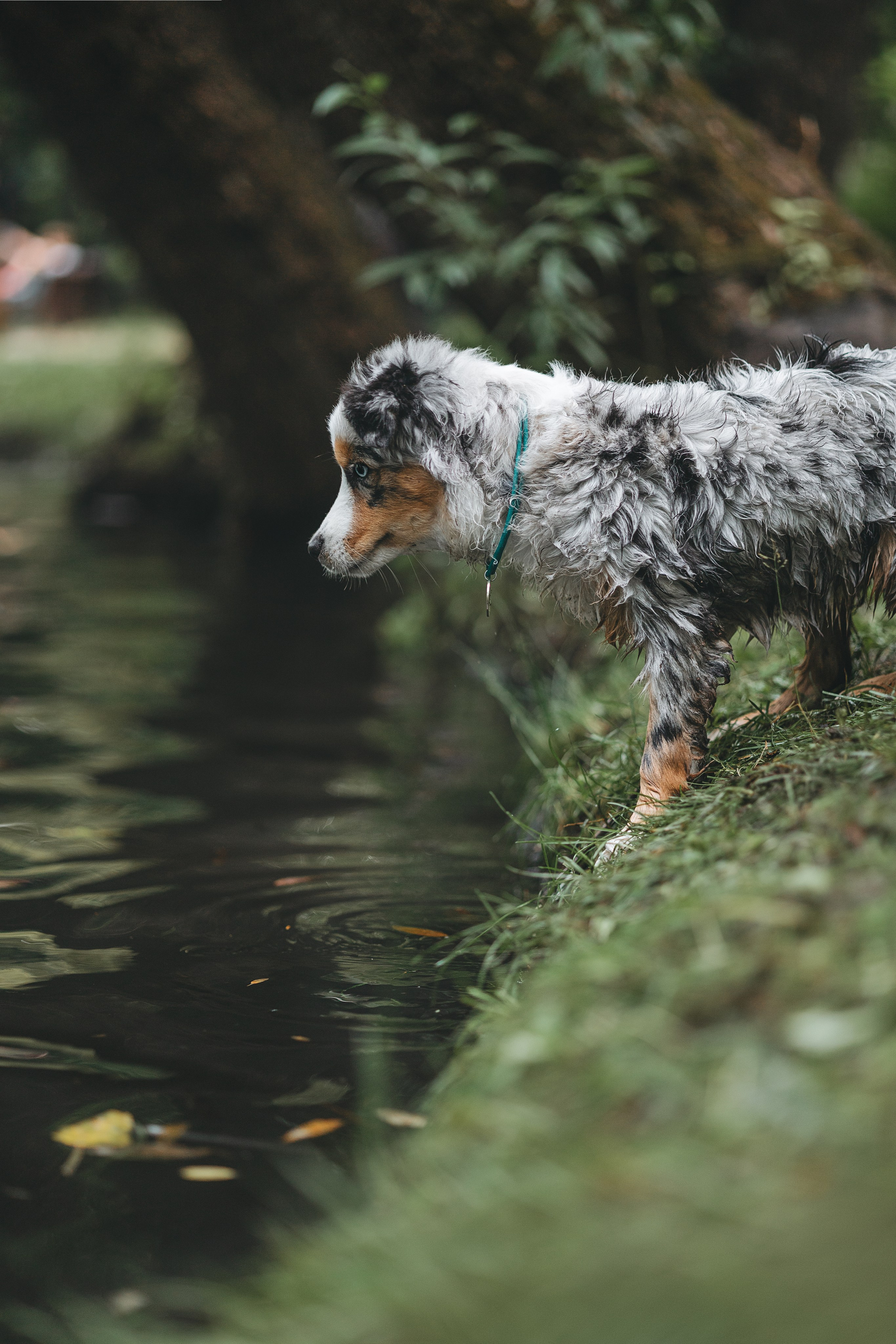 Щенок Австралийской овчарки. Фотограф Анималист в Москве Анастасия Жучкова