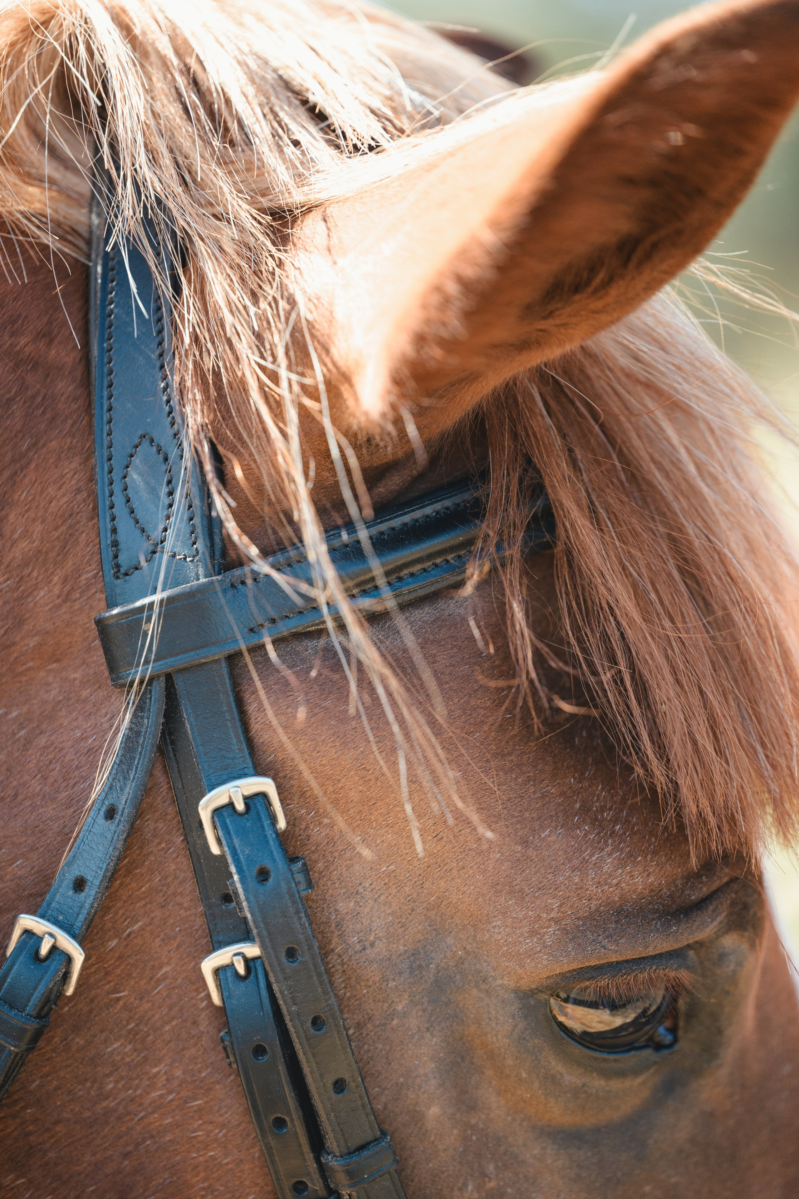 Виктория и Лео. Фотограф Анималист в Москве Анастасия Жучкова
