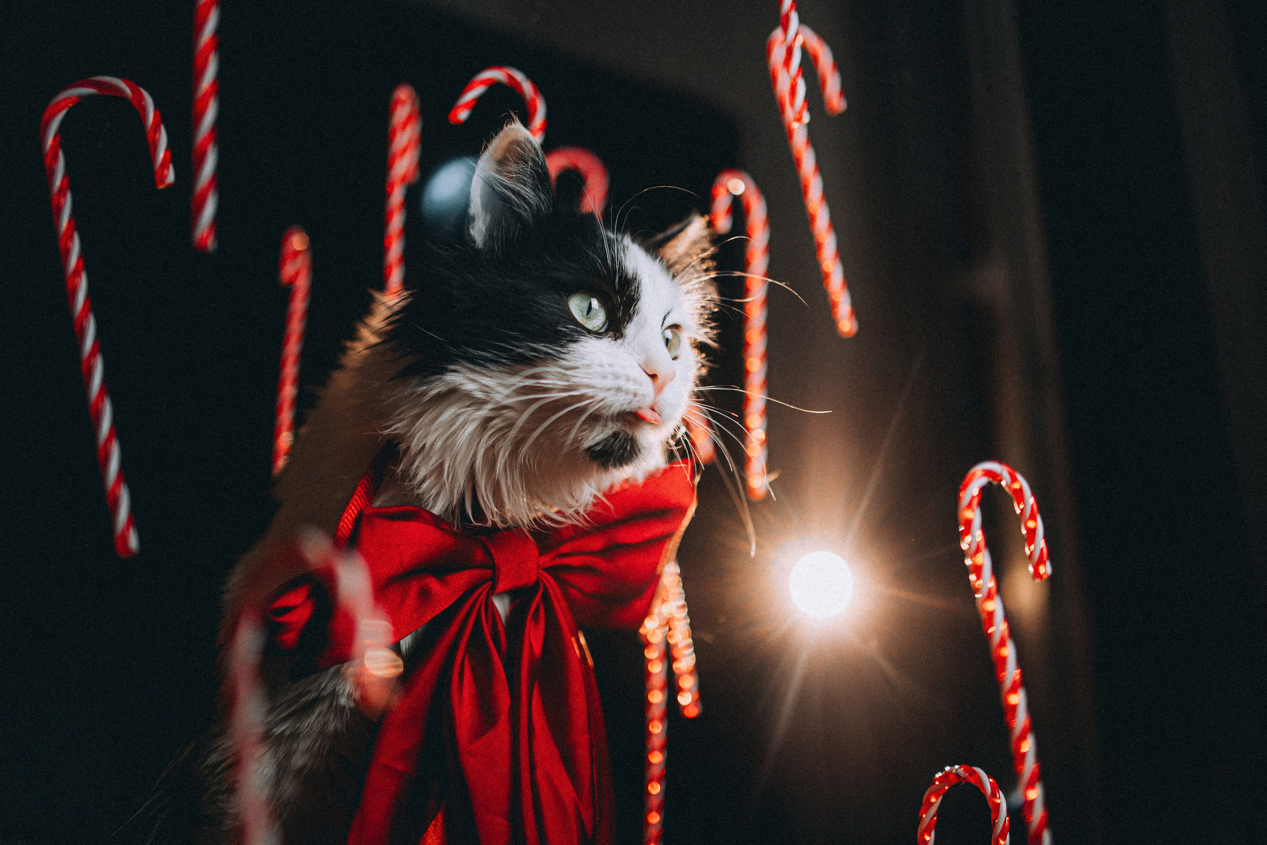 Джек, Бет и Кову