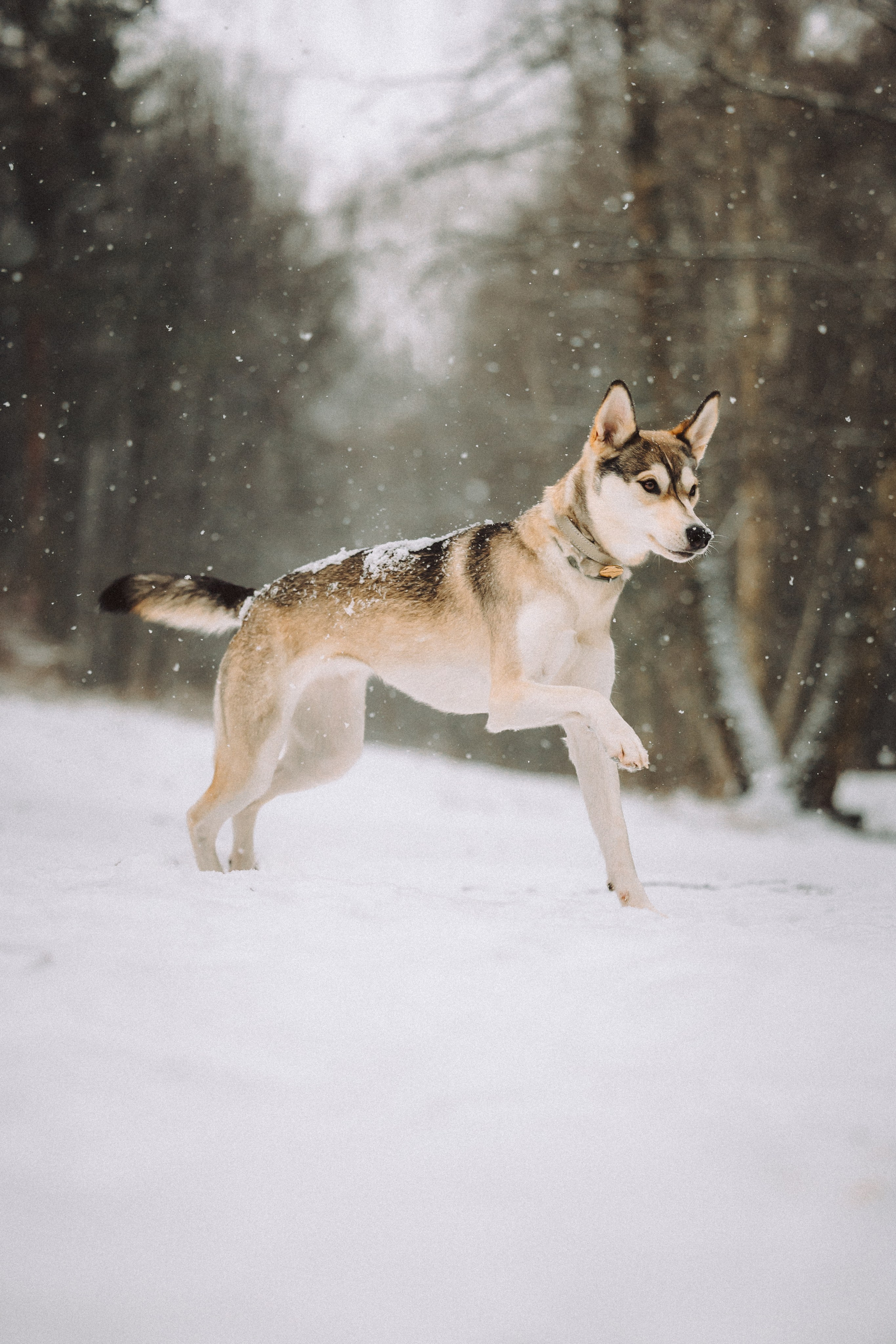 Аня и Рокси