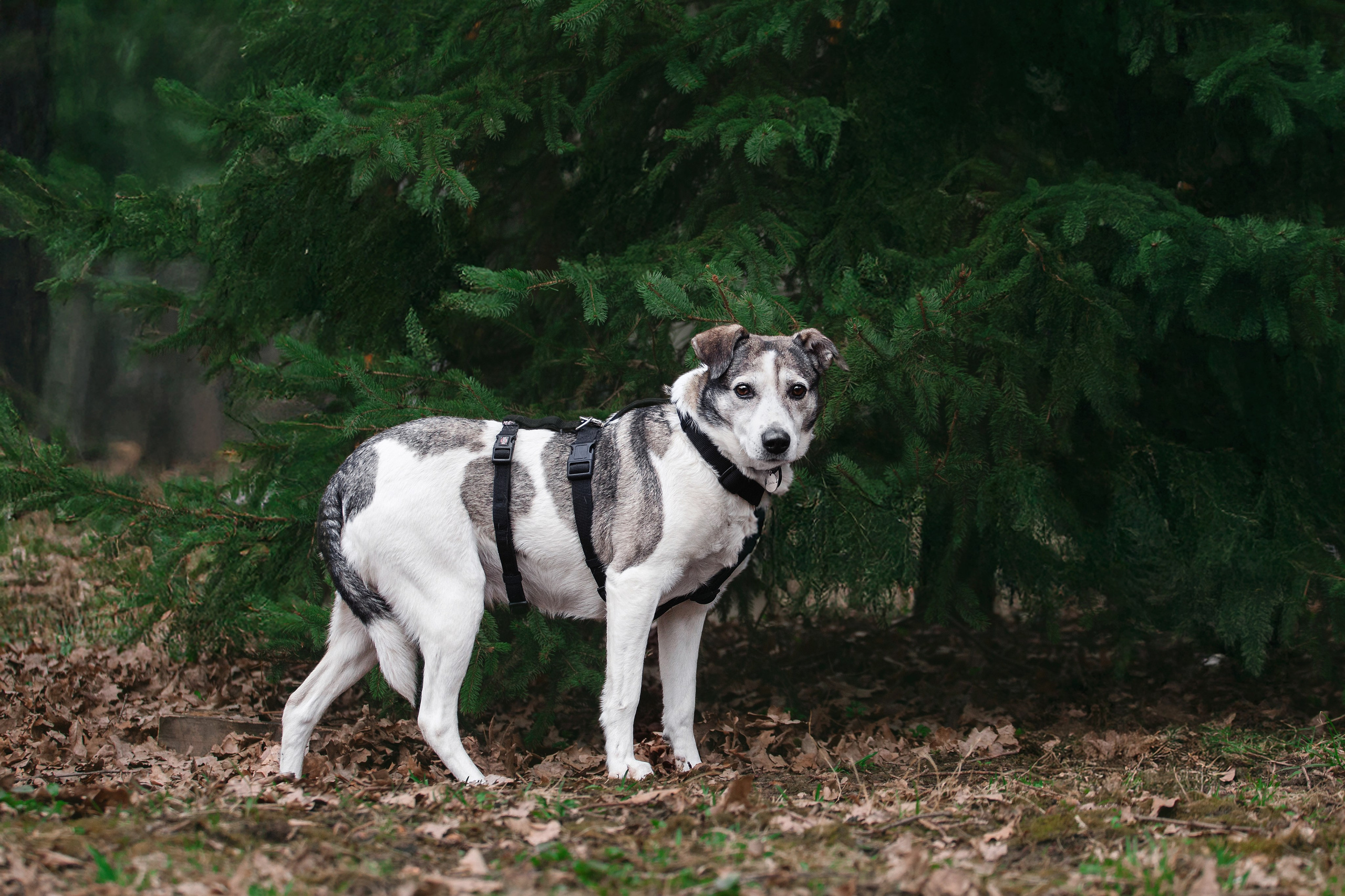 Собаки из приюта Дубовая роща весна 2025. Фотограф-анималист Татьяна Степанова